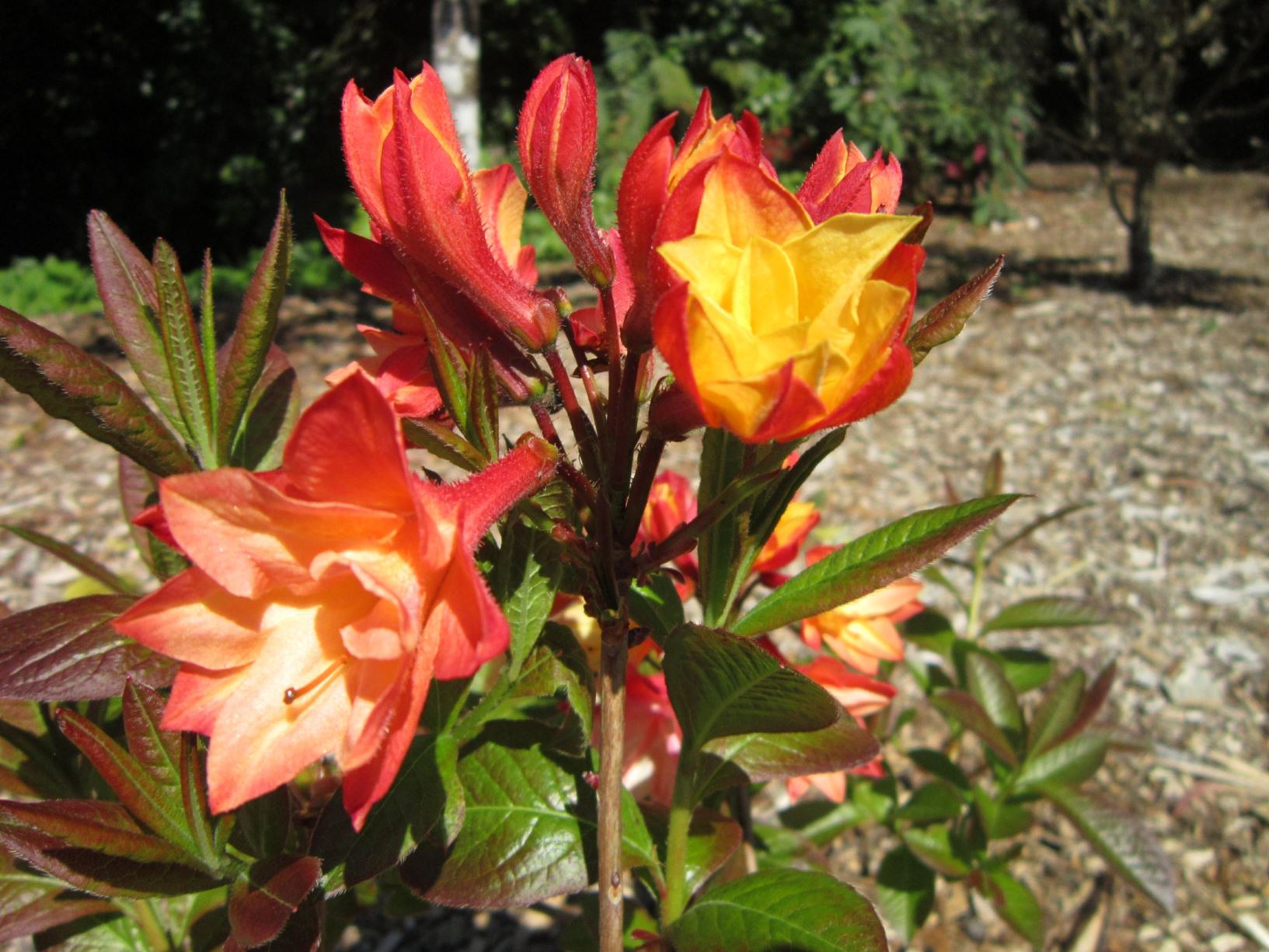 Rhododendron 'Nicholas de Rothschild'