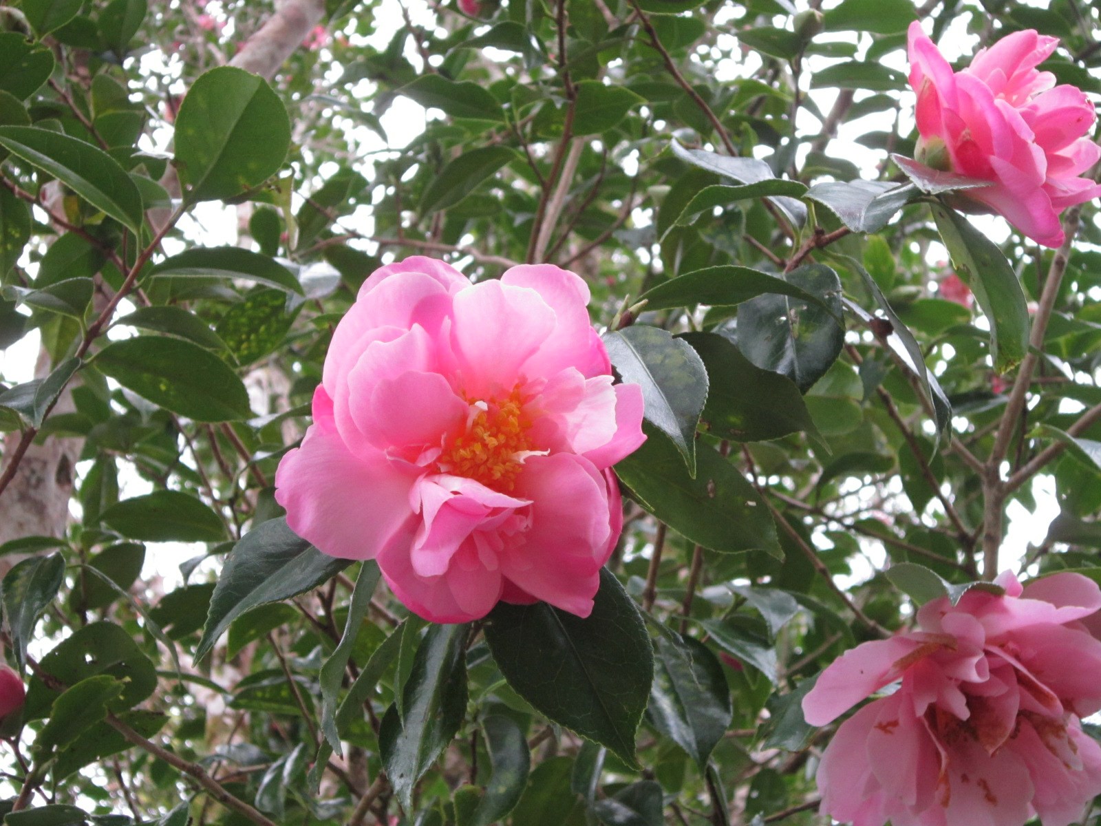 Camellia 'Clarie Fawcett'