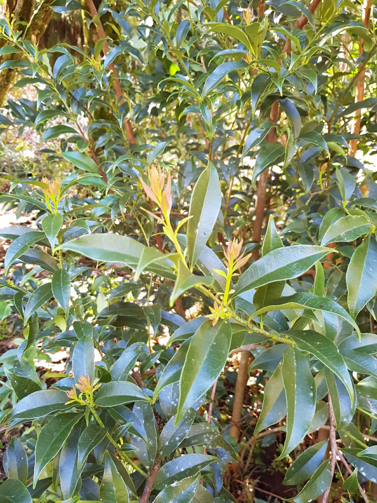 Craibiodendron yunnanense
