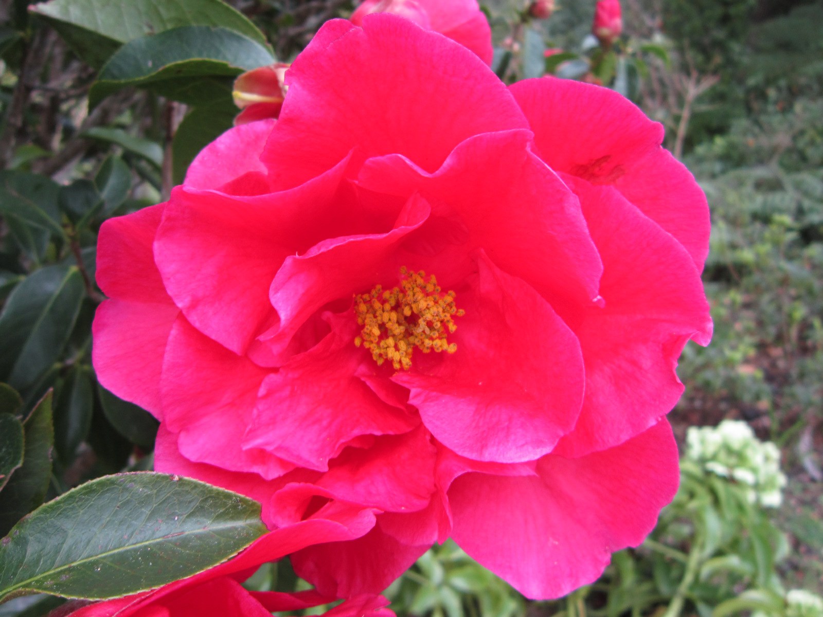 Camellia reticulata 'Margaret Hilford'