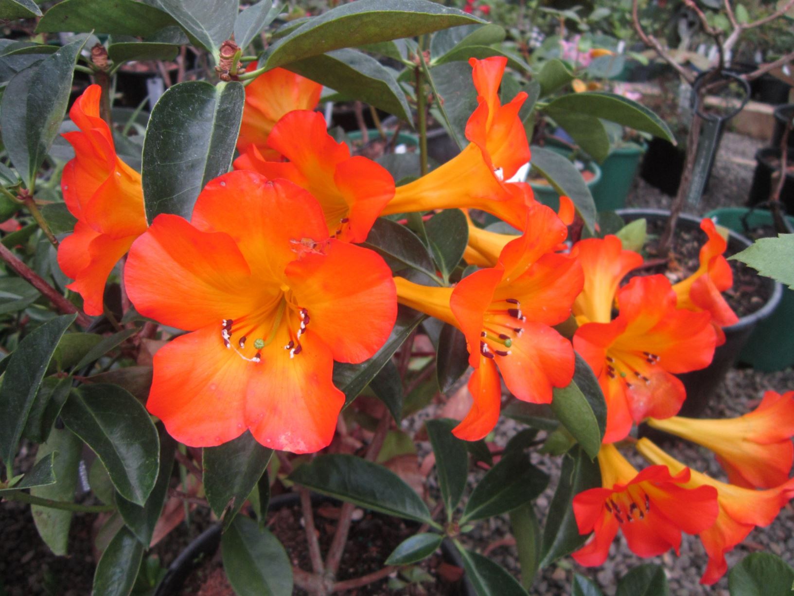 Rhododendron 'Tropic Glow' (Vireya)