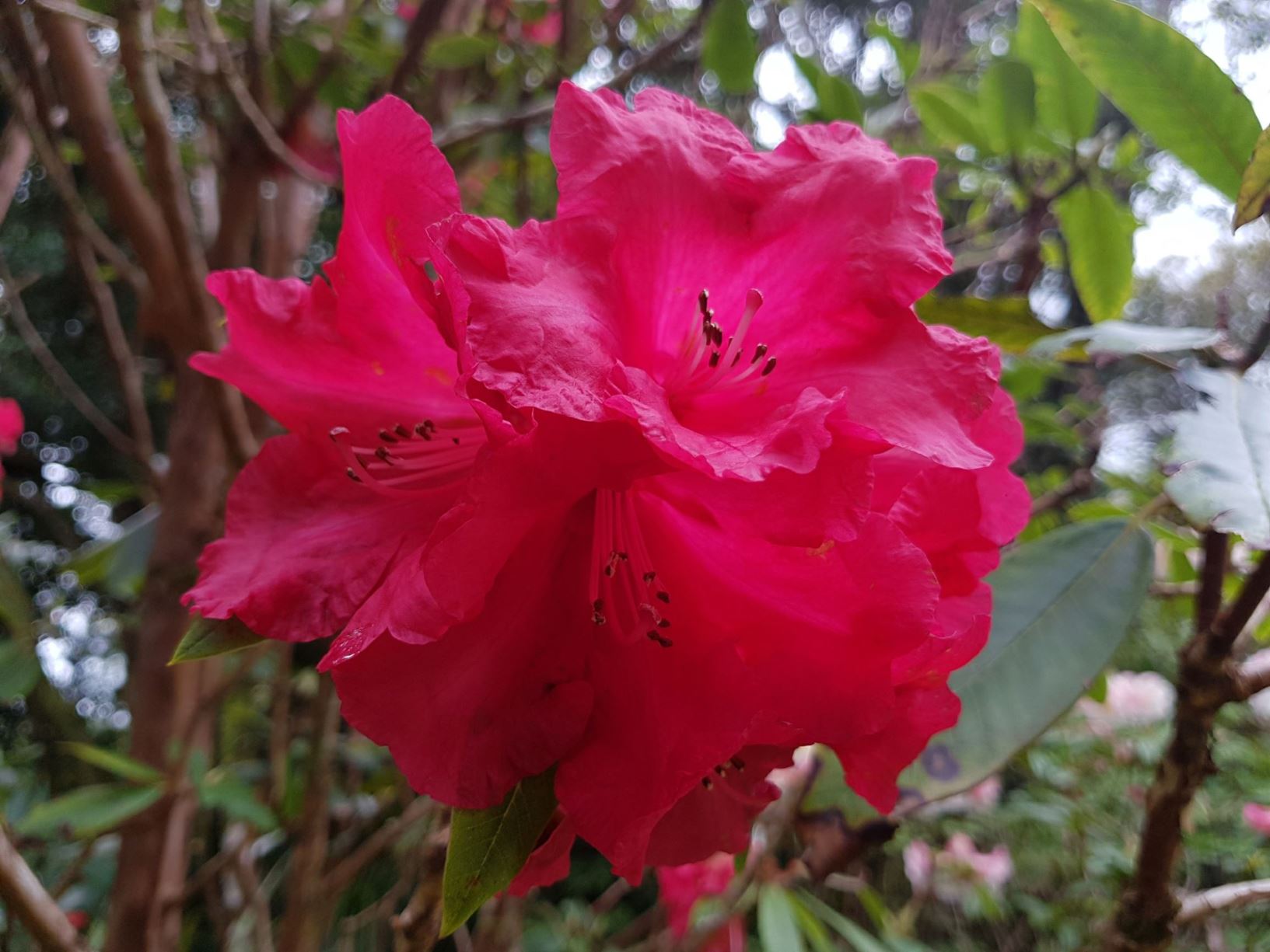 Rhododendron 'Edgar Stead'