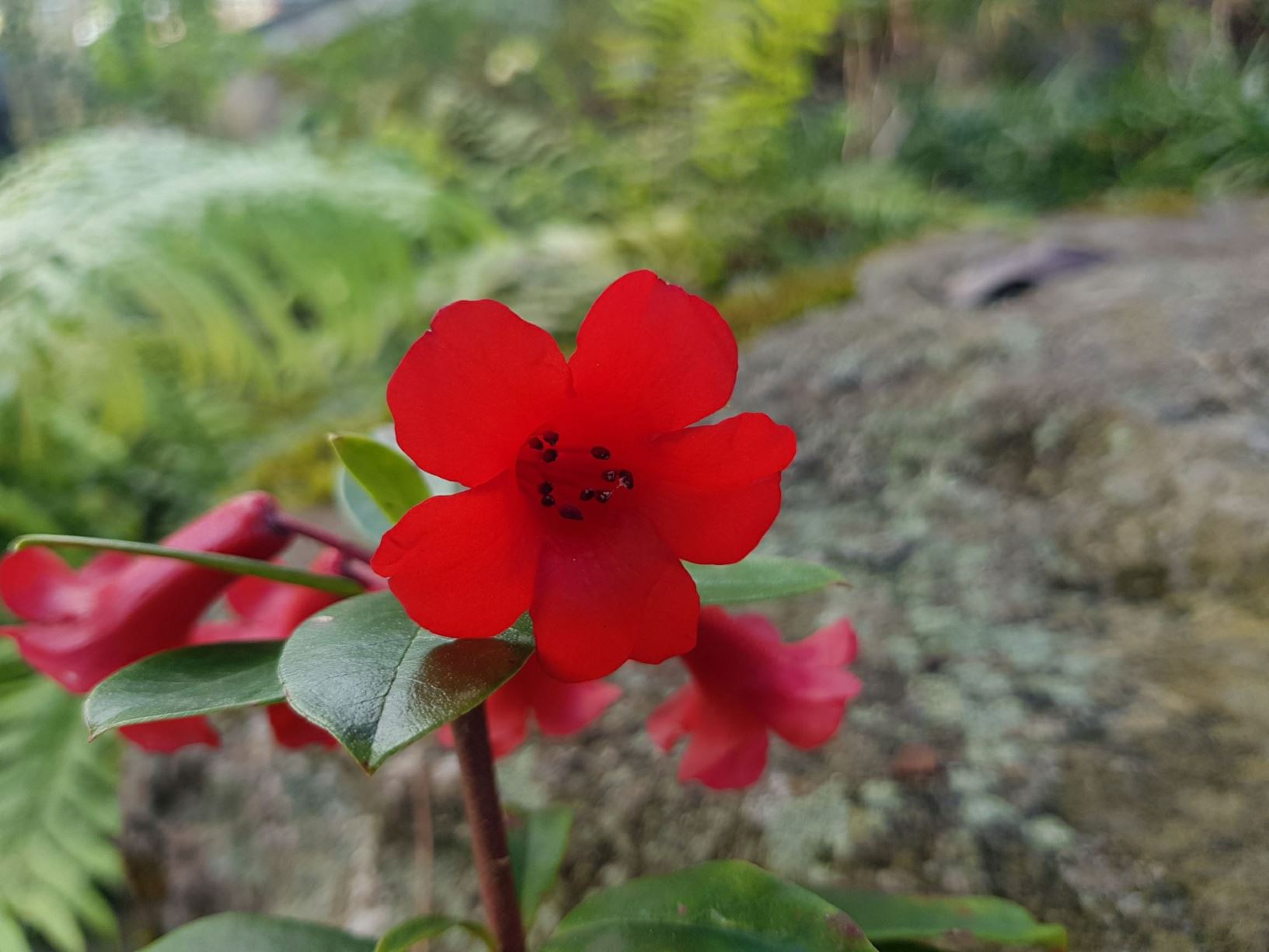 Rhododendron 'Red Mountain' (Vireya)