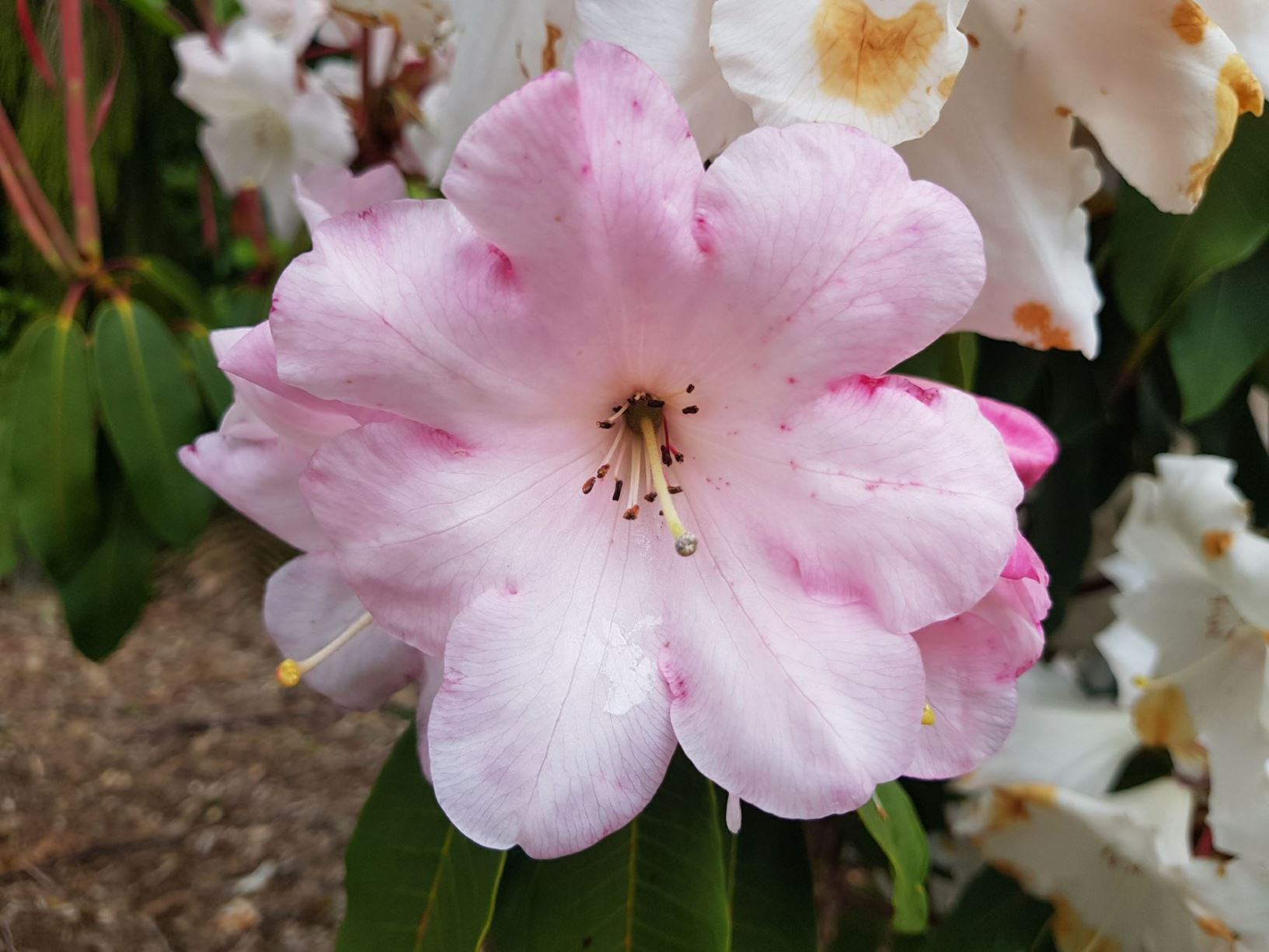 Rhododendron 'Loderi Titan'