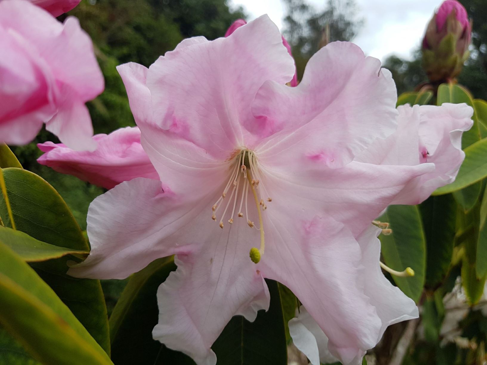 Rhododendron 'Buckingham Palace'