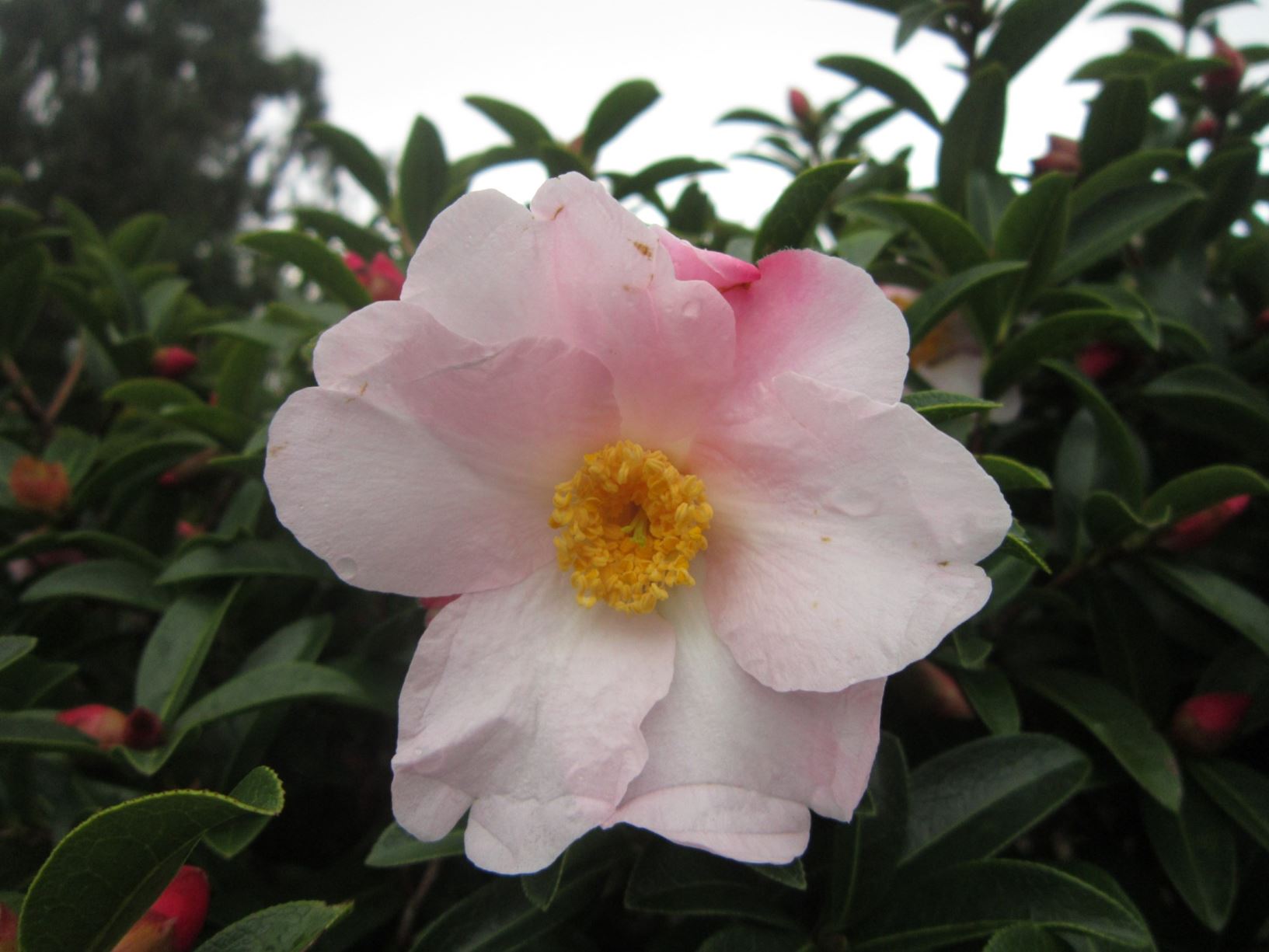 Camellia pitardii ×