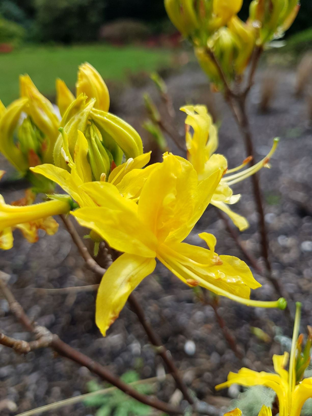 Rhododendron 'Ghent Yellow' (Deciduous Azalea)