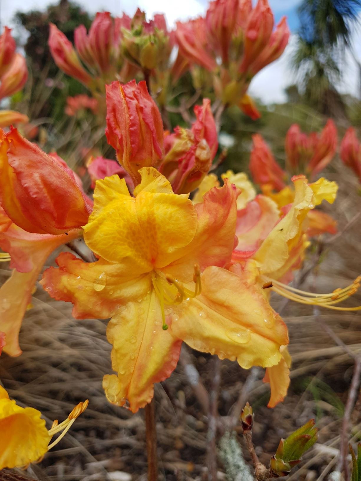 Rhododendron 'Yellow Ball' (Deciduous Azalea)