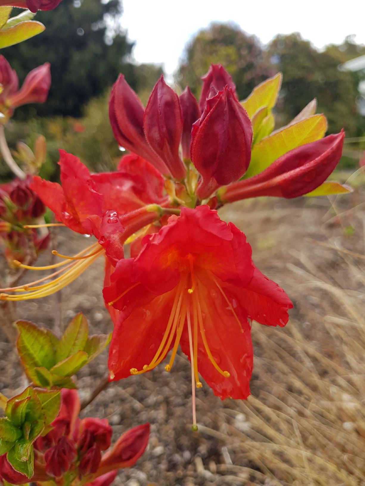 Rhododendron 'Fireball' (Deciduous Azalea)