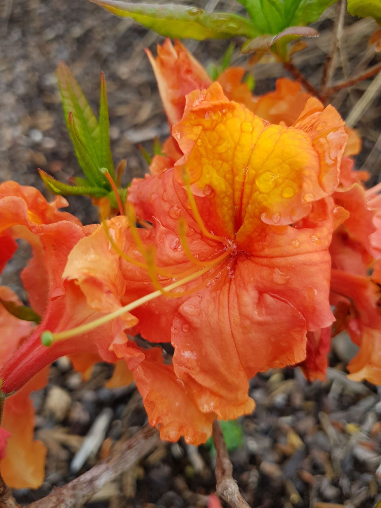 Rhododendron 'Cross Hills Tango' (Deciduous Azalea)