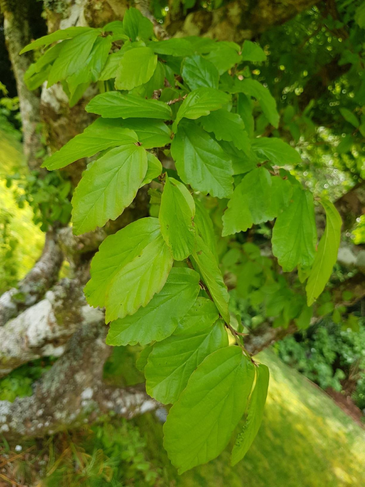 Parrotia persica - ironwood, irontree