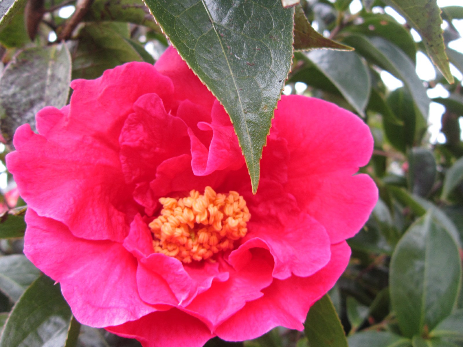 Camellia reticulata 'Overture'