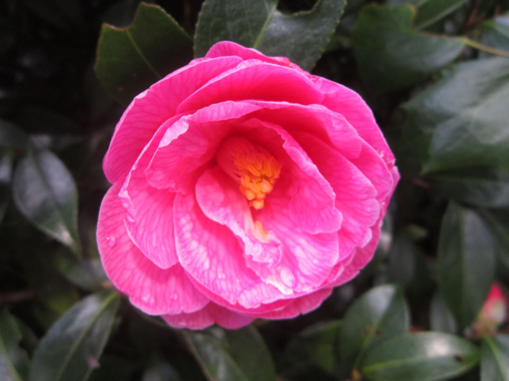Camellia × williamsii 'Donation'