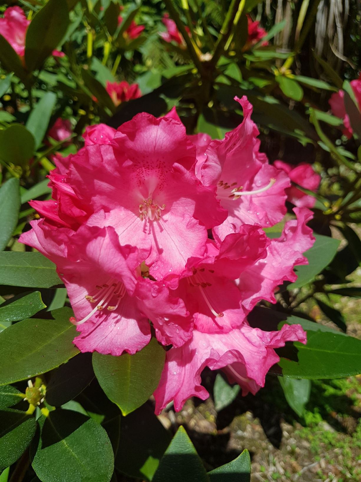 Rhododendron 'Solidarity'