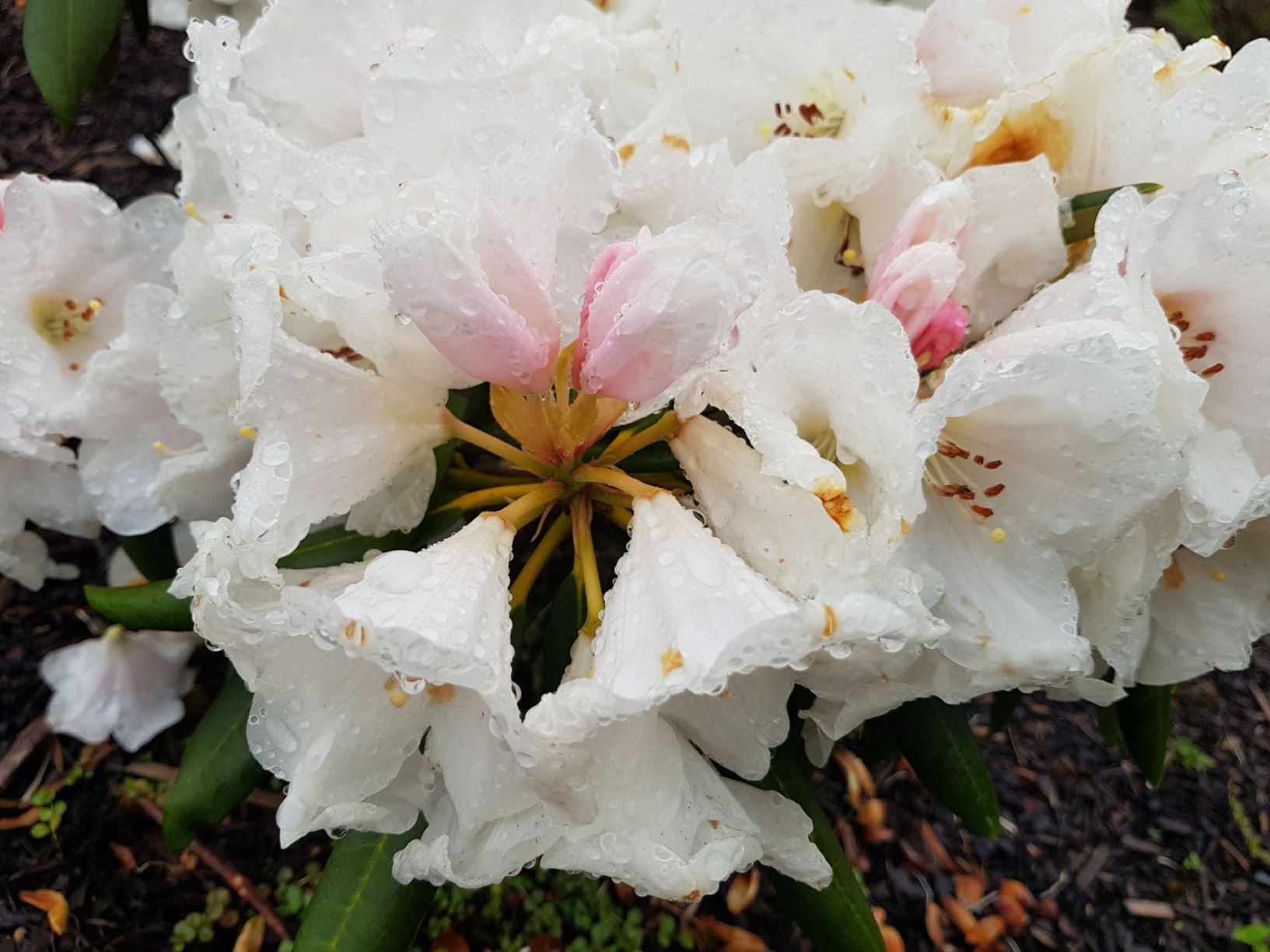 Rhododendron 'Senator Henry Jackson'