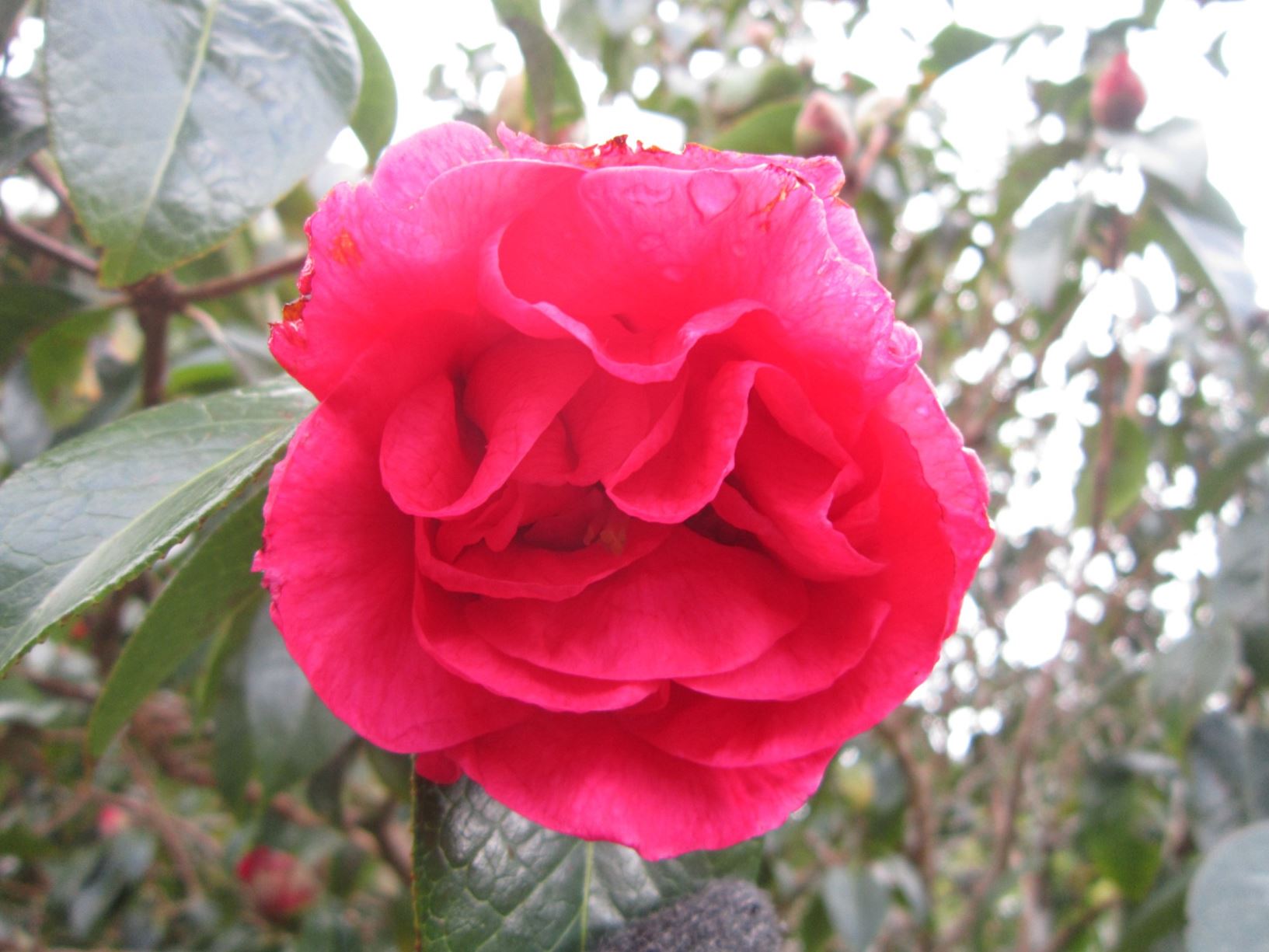 Camellia reticulata 'Crimson Robe'