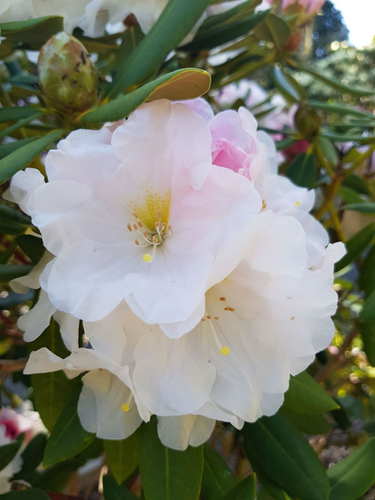 Rhododendron degronianum subsp. yakushimanum × R. elliottii