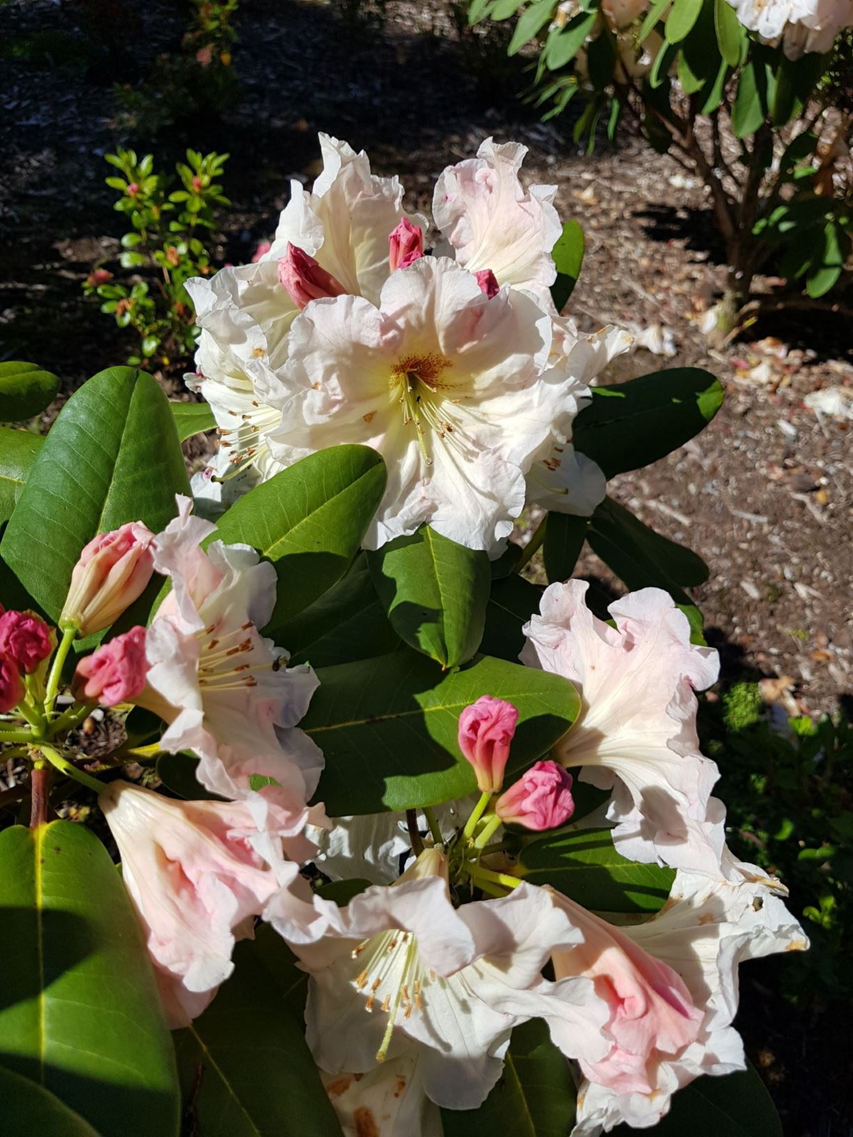 Rhododendron 'Kit Collier'