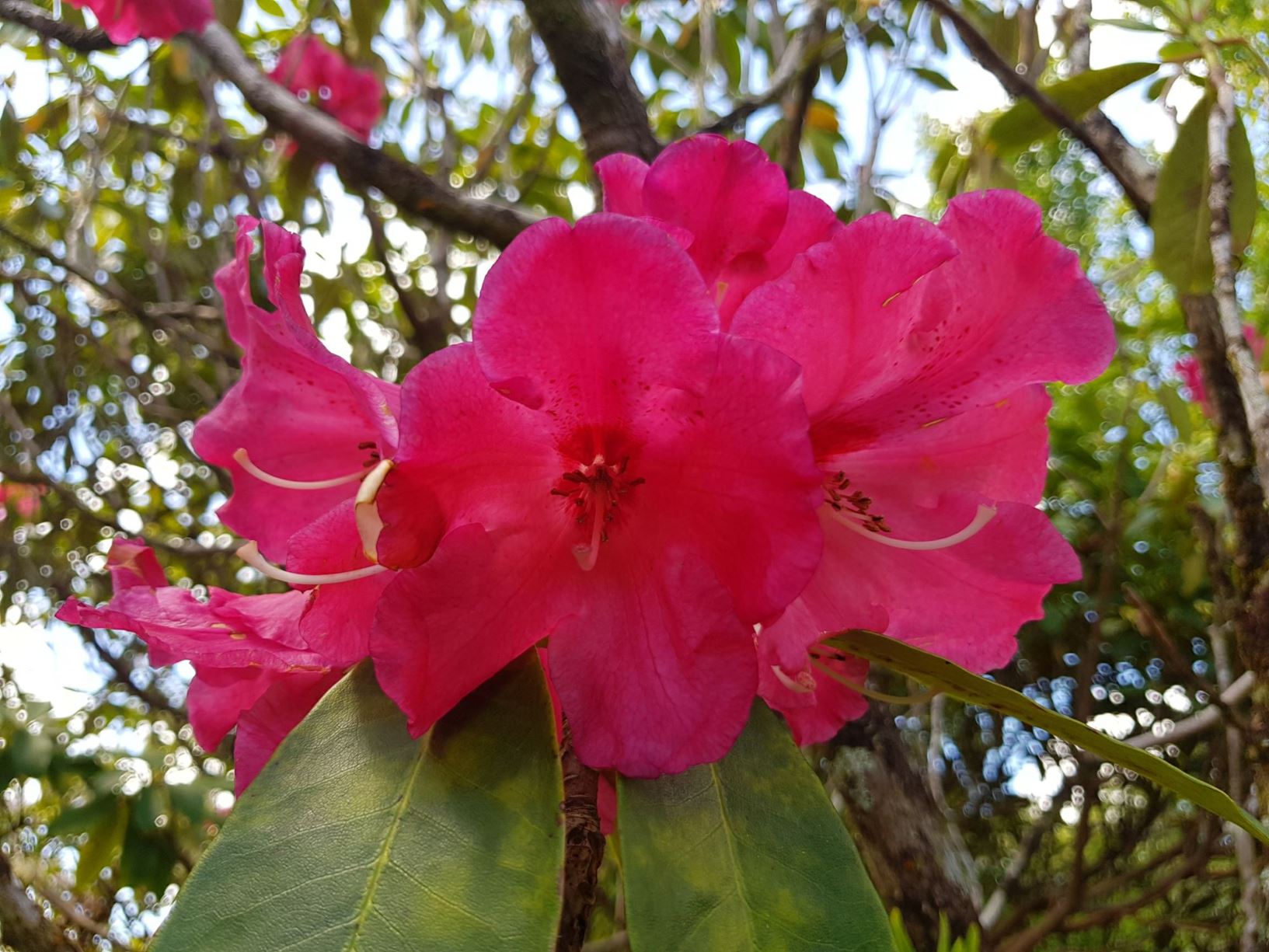 Rhododendron 'Freeman R. Stephens'