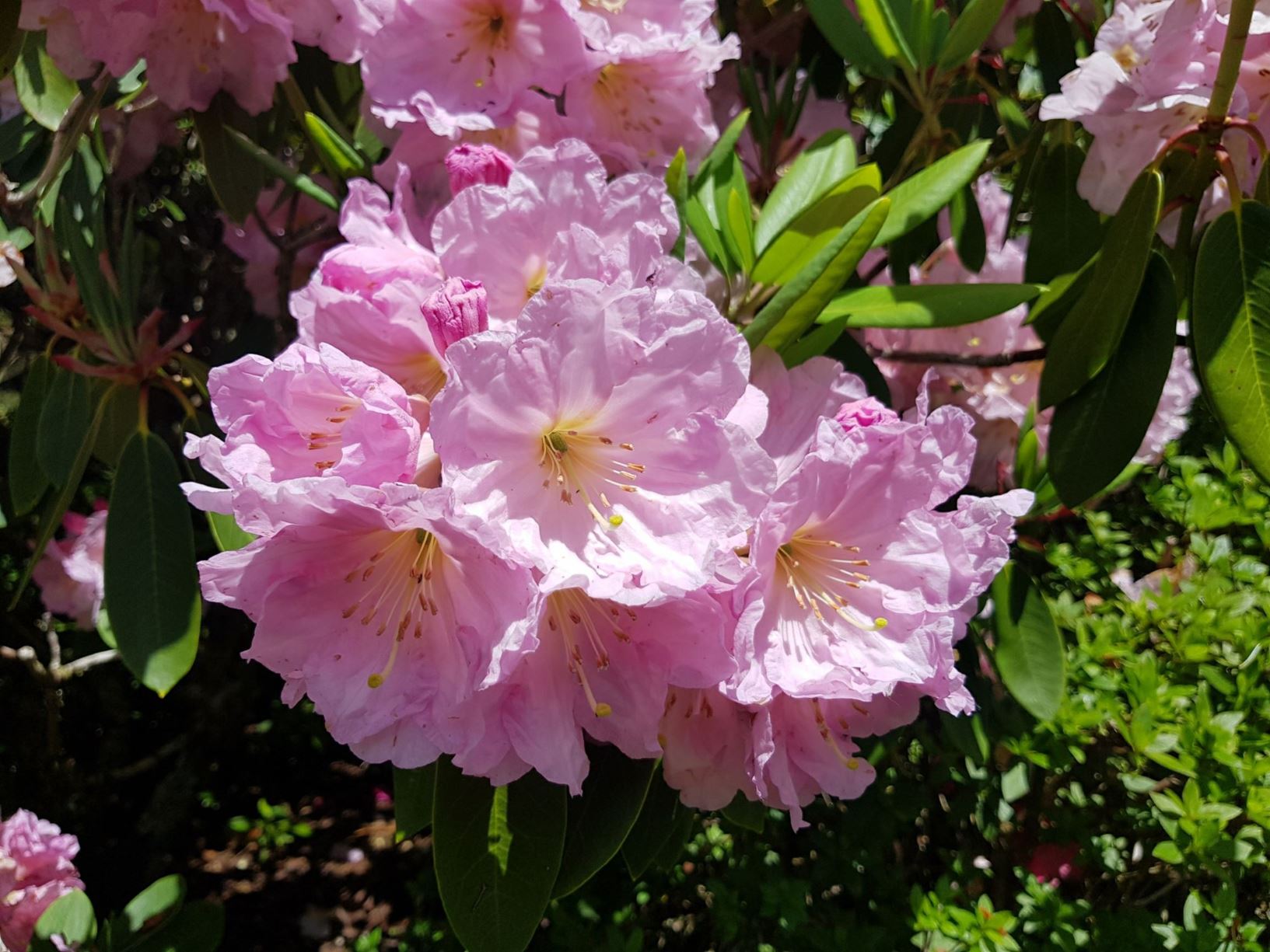 Rhododendron 'Edgemont'