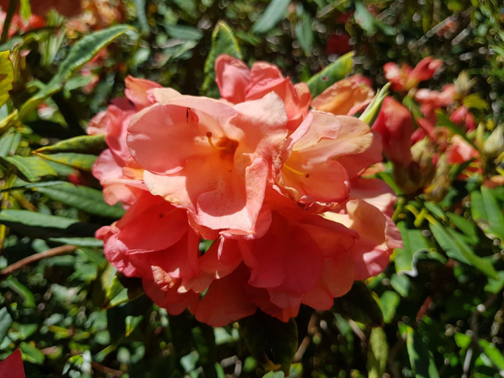 Rhododendron 'Goblin'