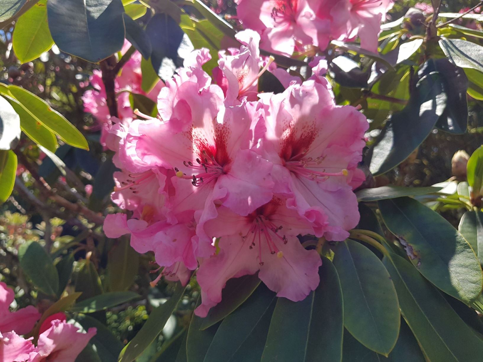 Rhododendron 'One Thousand Butterflies'