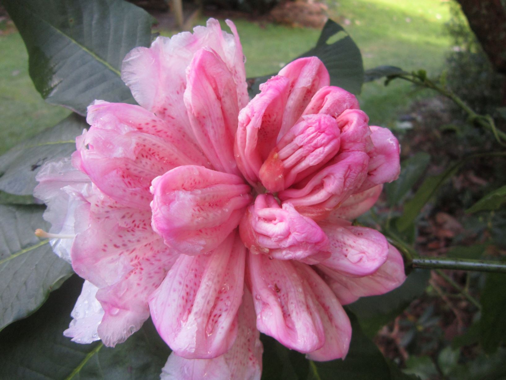 Rhododendron 'Ina Hair' × R. protistum 'Pukeiti'