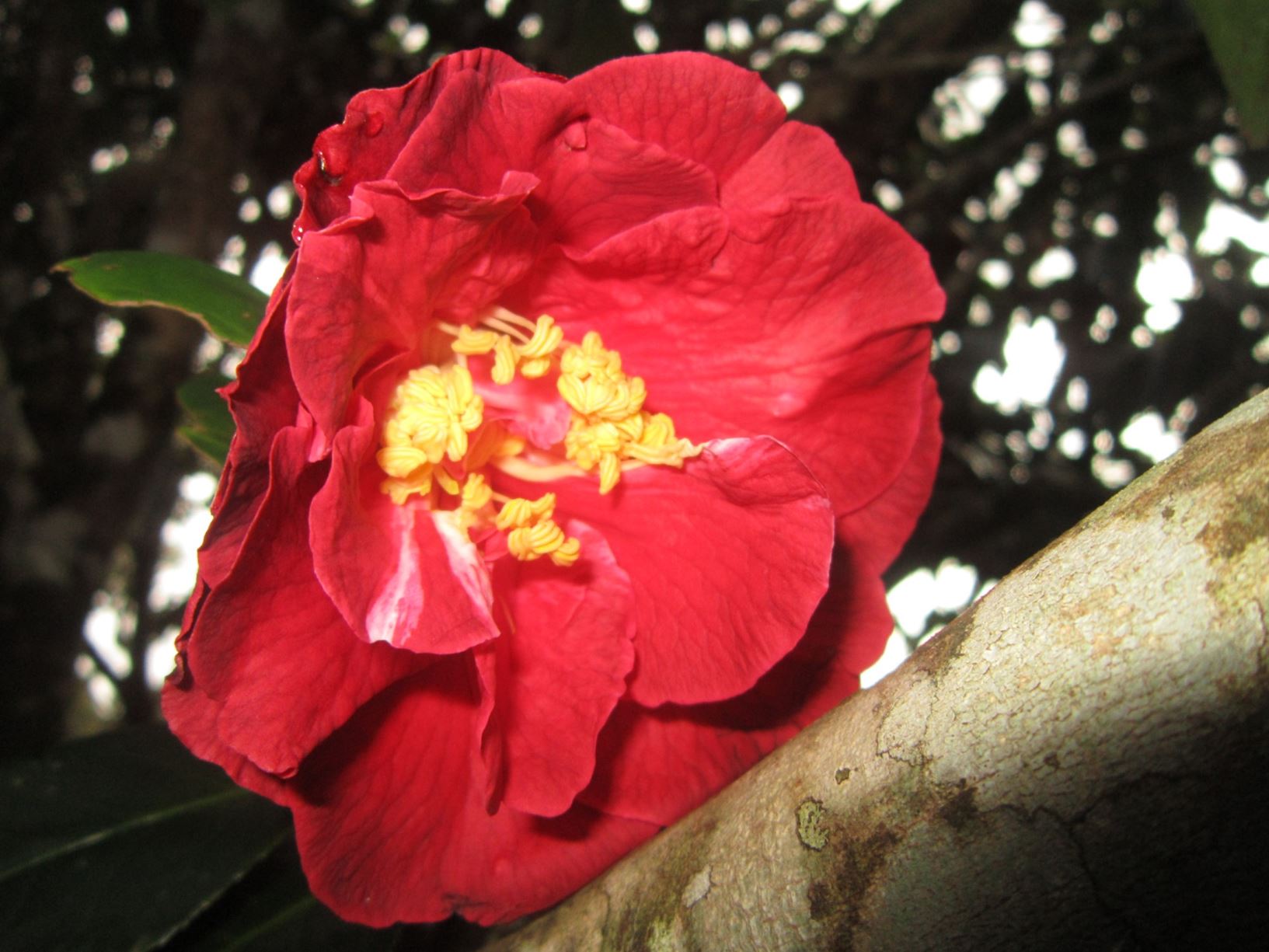 Camellia reticulata 'Applause'