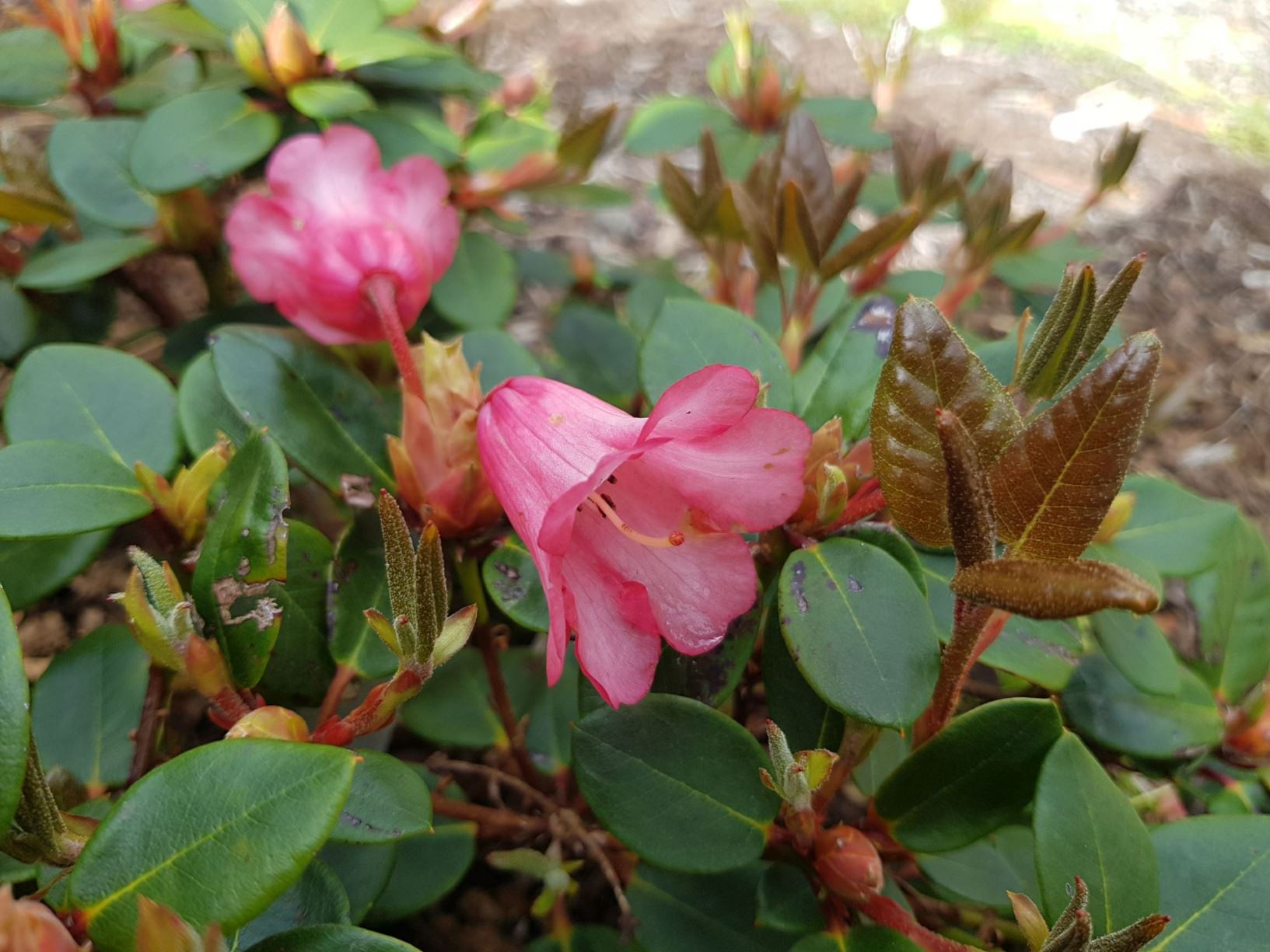 Rhododendron 'Reve Rose'