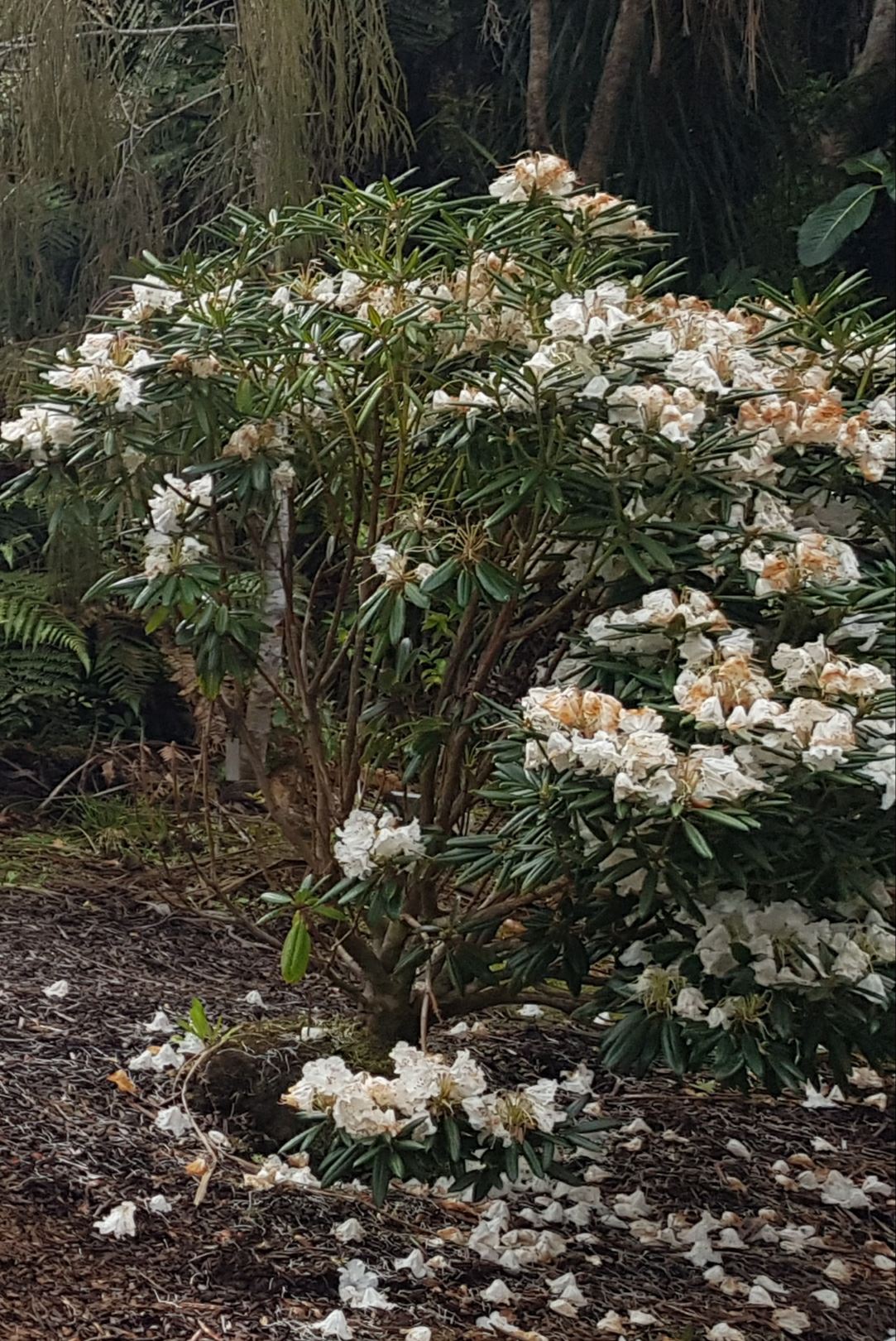 Rhododendron morii × R. hyperythrum