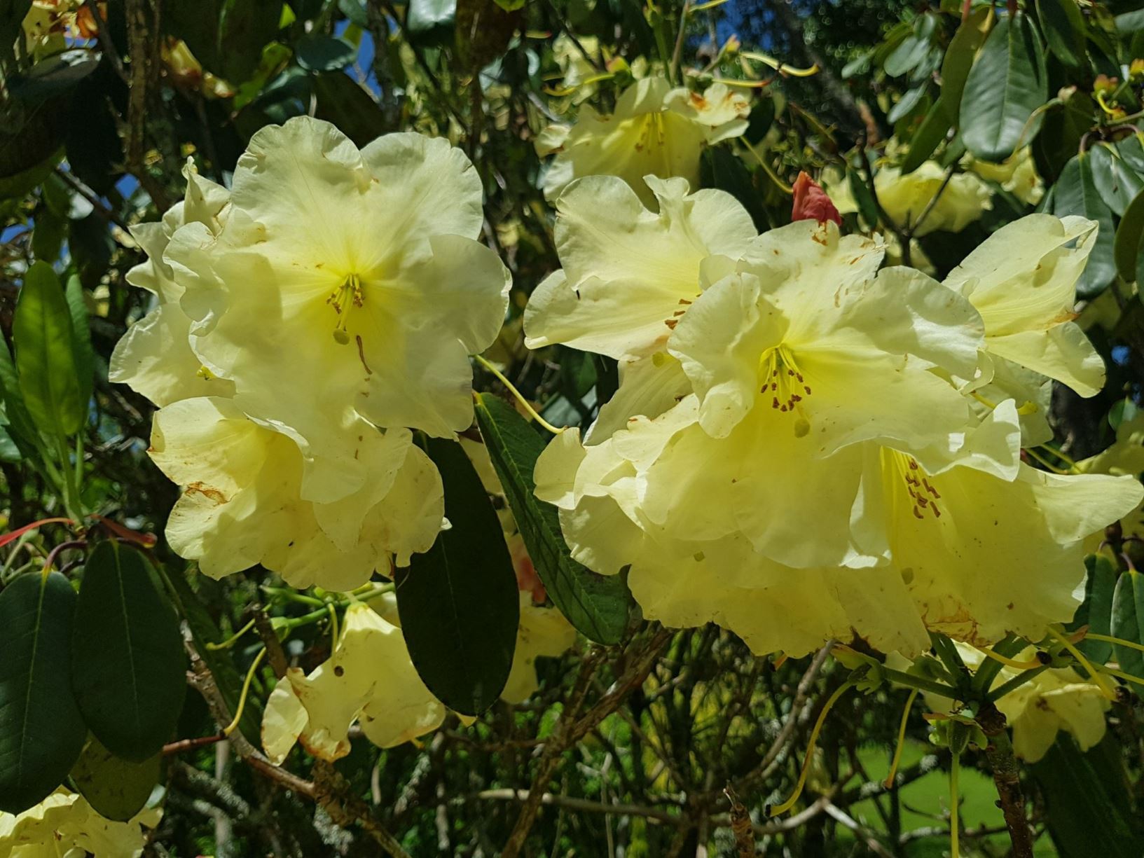 Rhododendron 'Sunspray' | Pukeiti