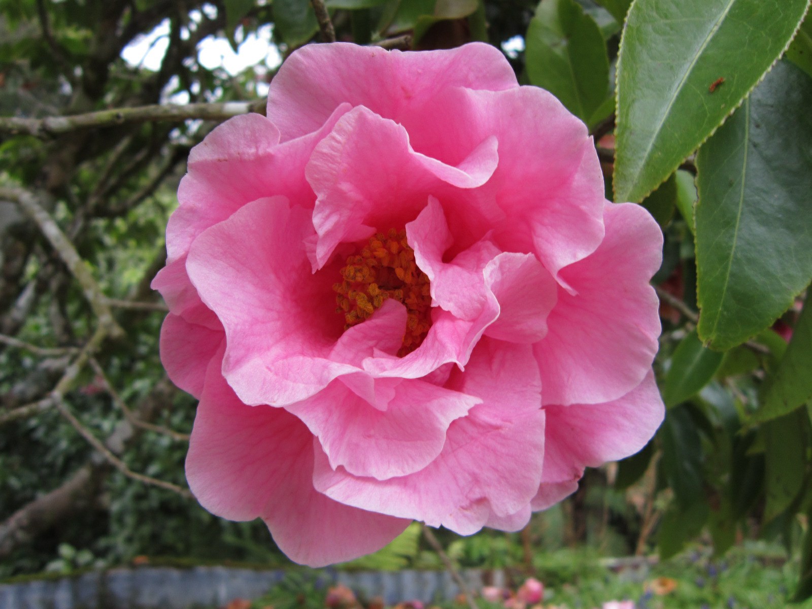 Camellia reticulata 'K. O. Hester'