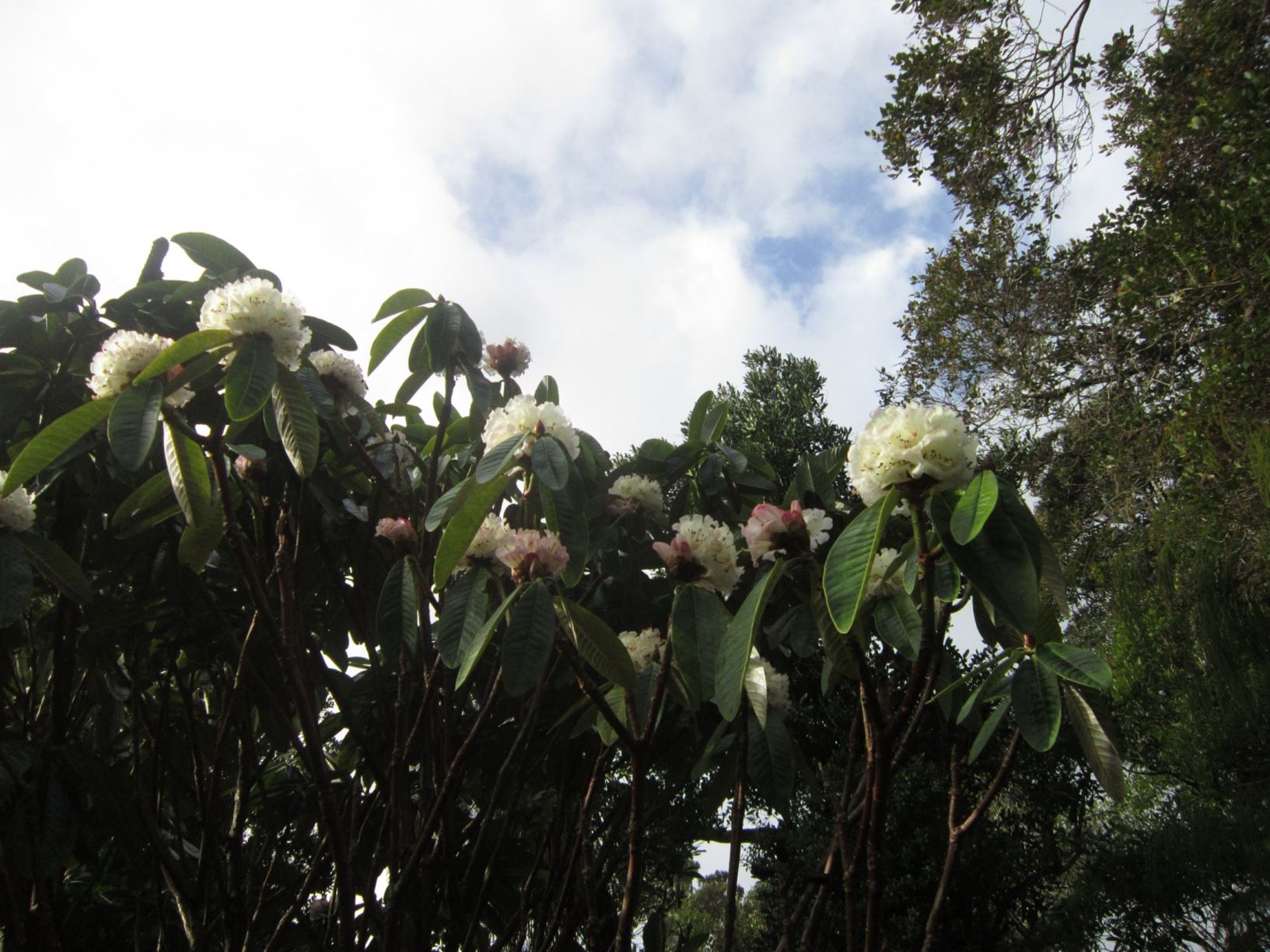 Rhododendron calophytum × R. grande