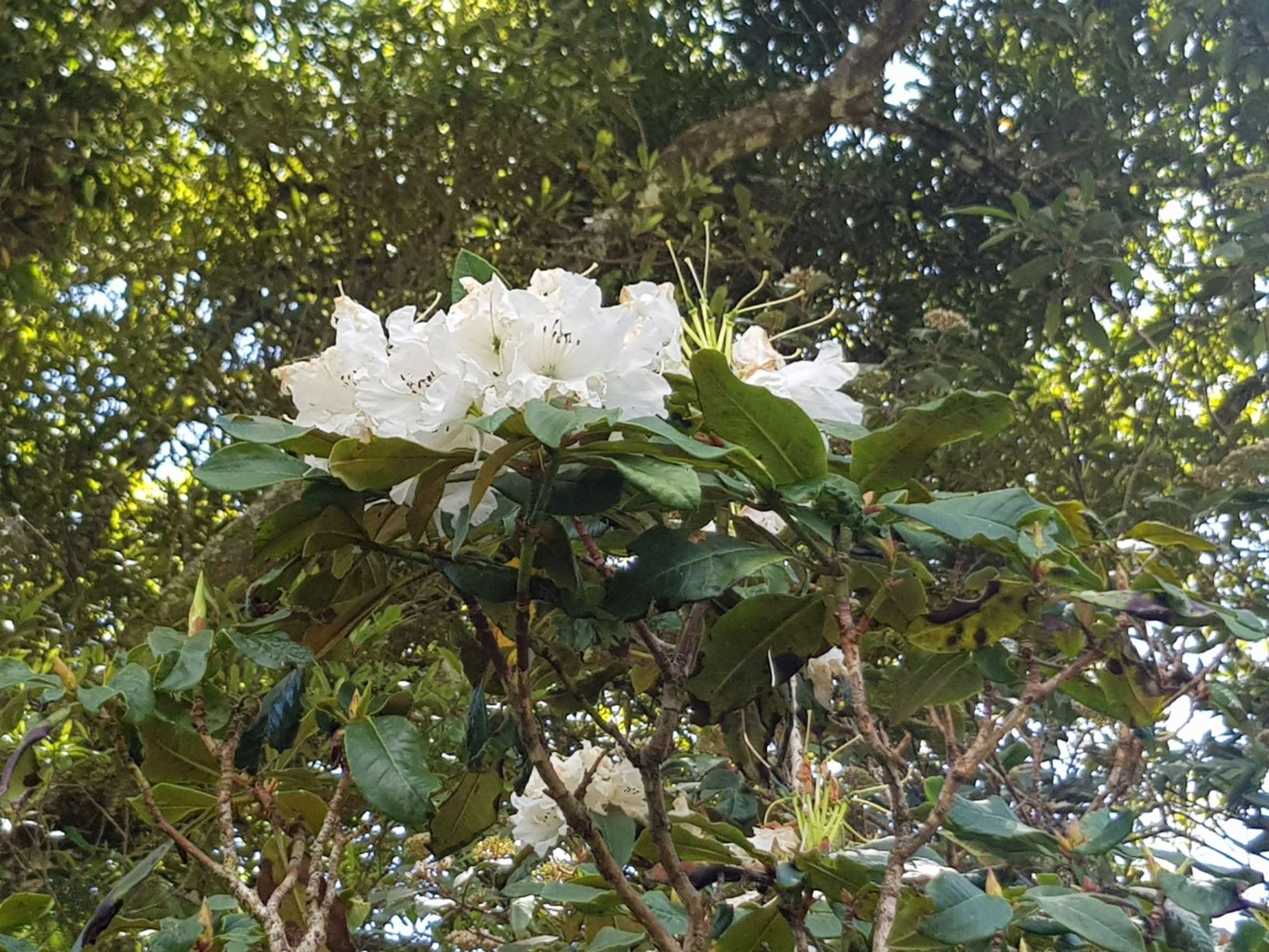 Rhododendron 'Duchess of Portland'