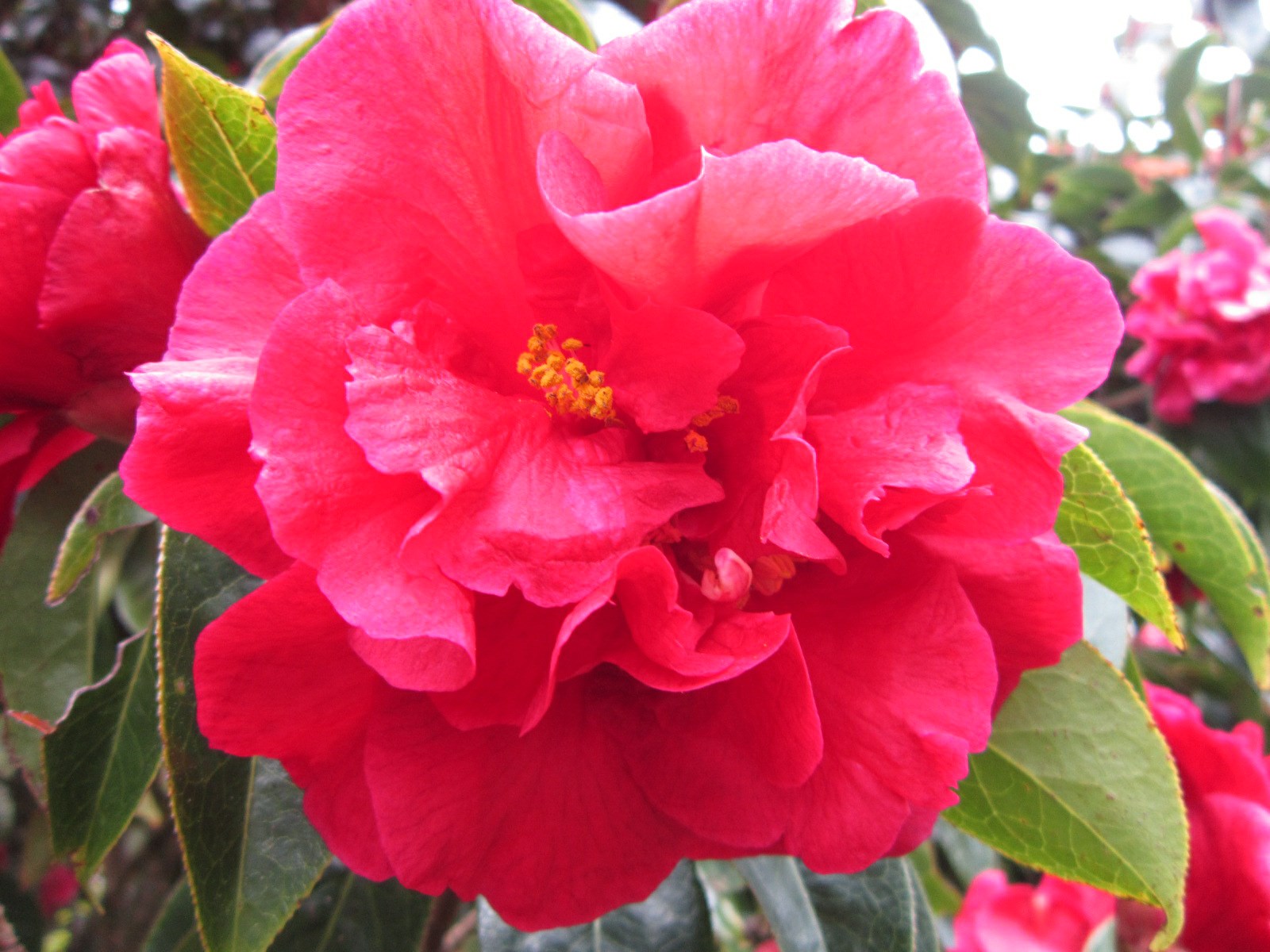 Camellia reticulata 'San Marino'