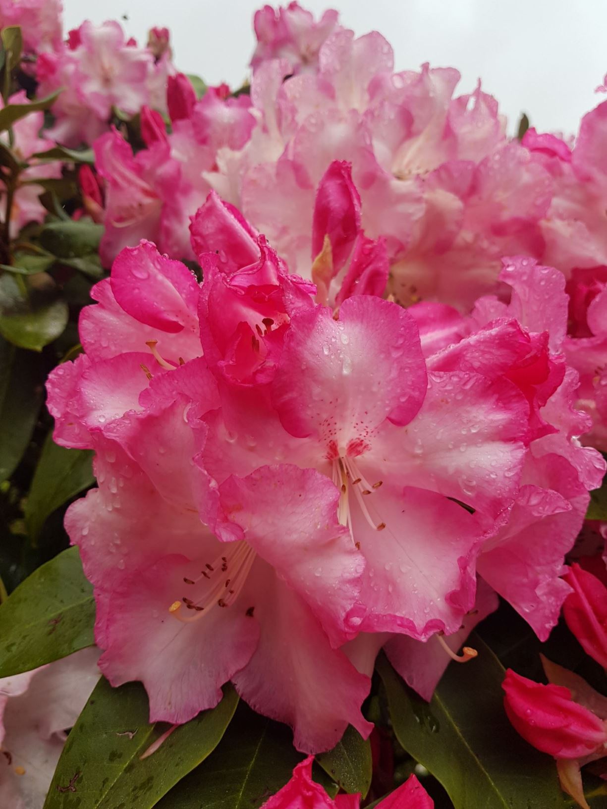Rhododendron 'Pink Walloper'