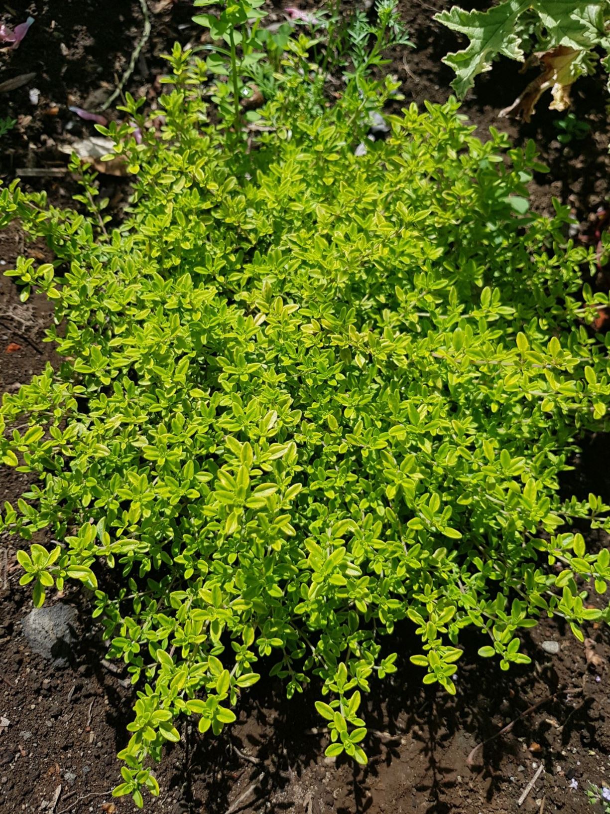 Thymus vulgaris 'Aurea'