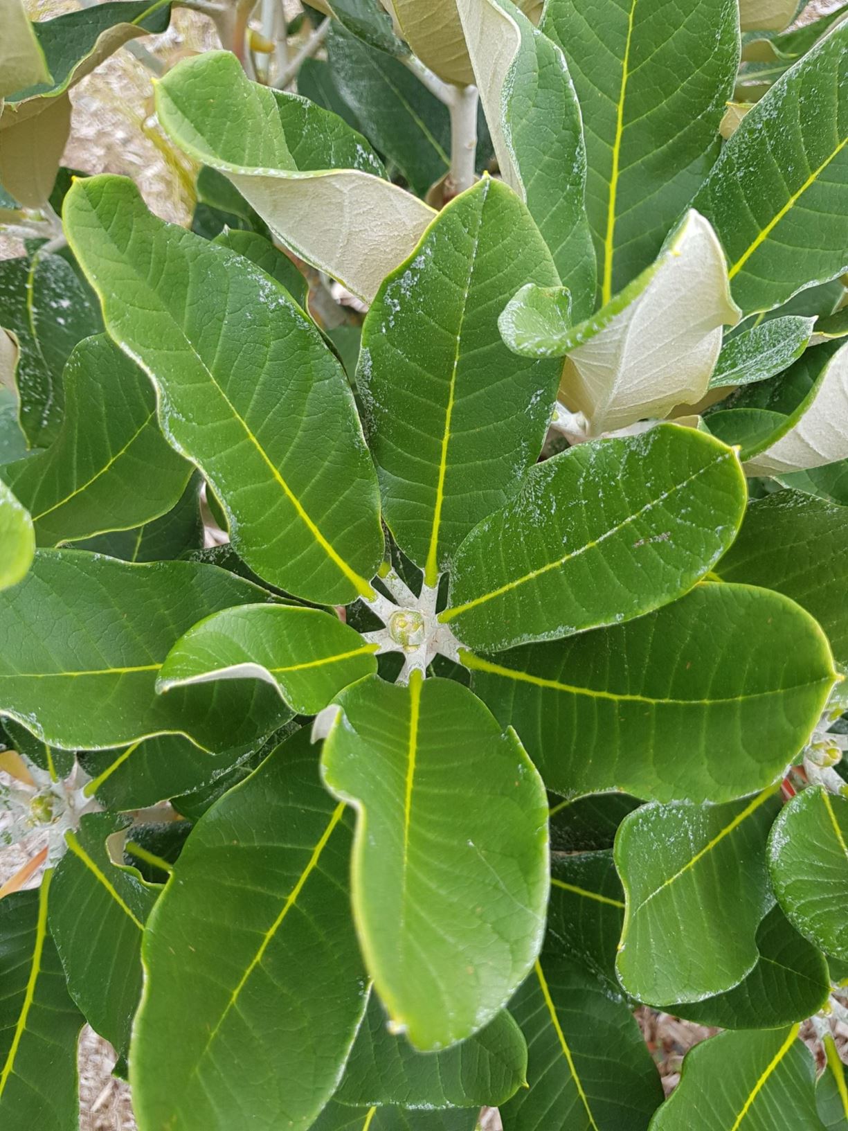 Rhododendron rex subsp. rex