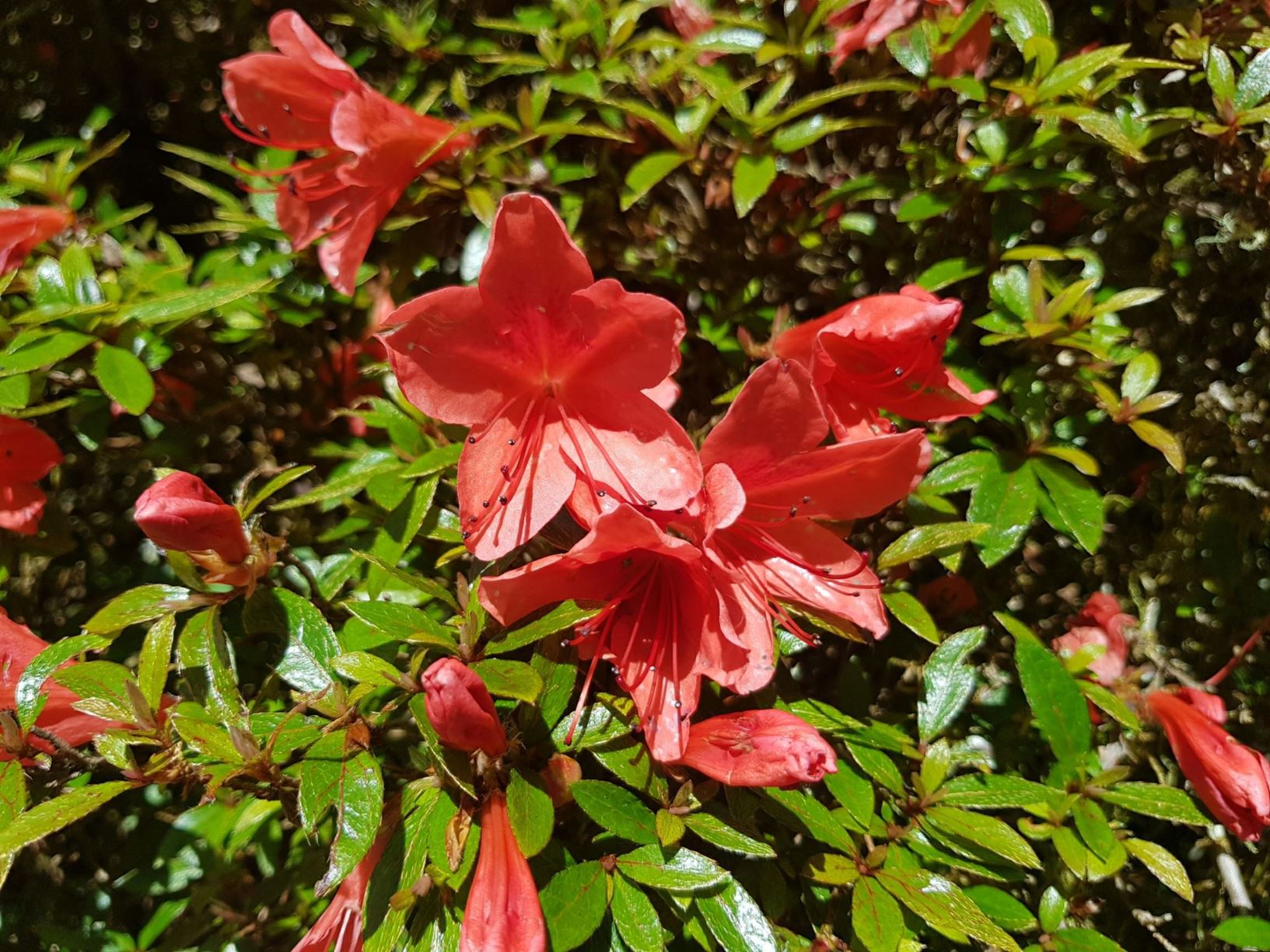 Rhododendron 'Alexander' (Azalea)