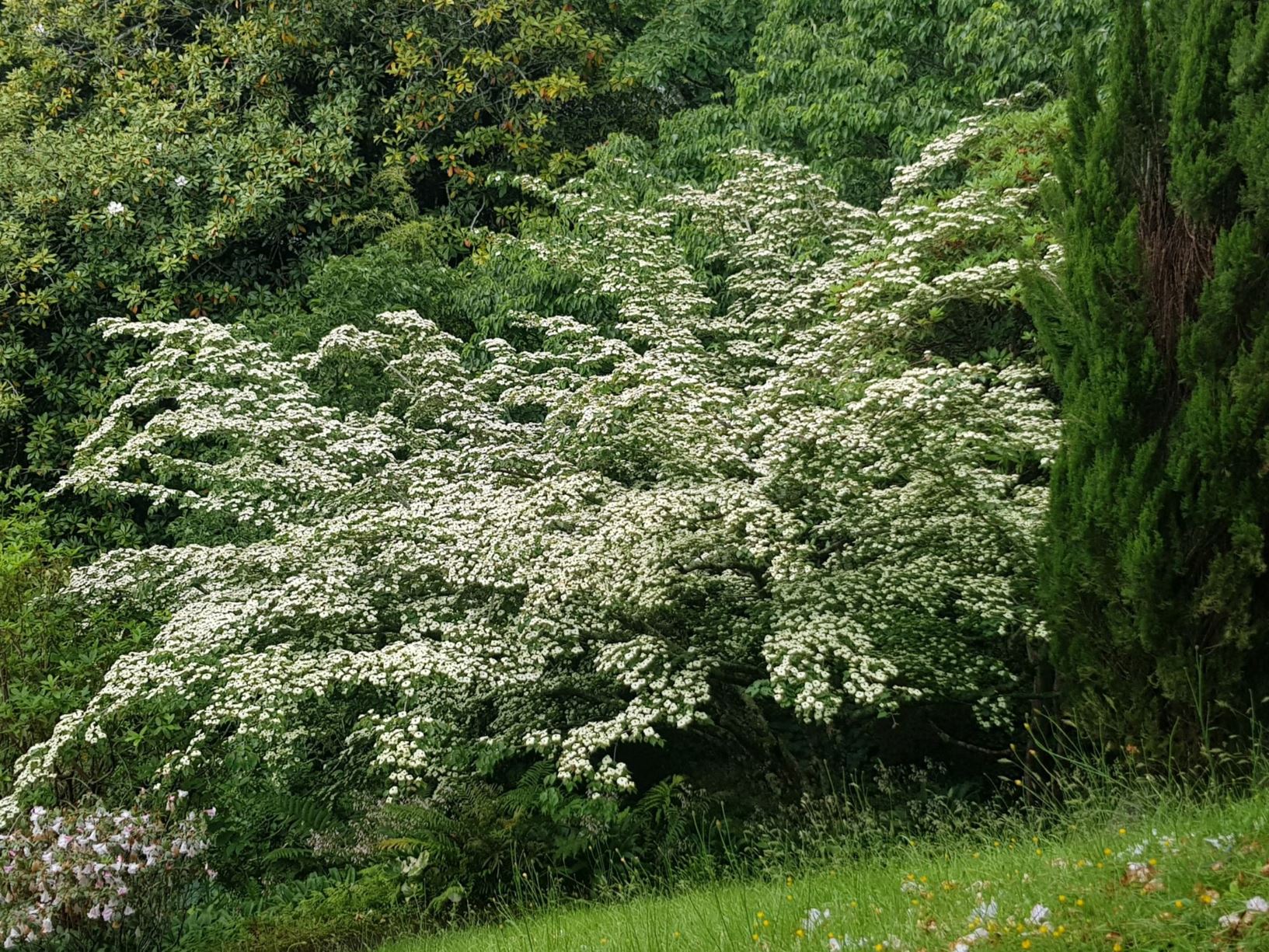 Cornus florida f. rubra - Eastern flowering dogwood