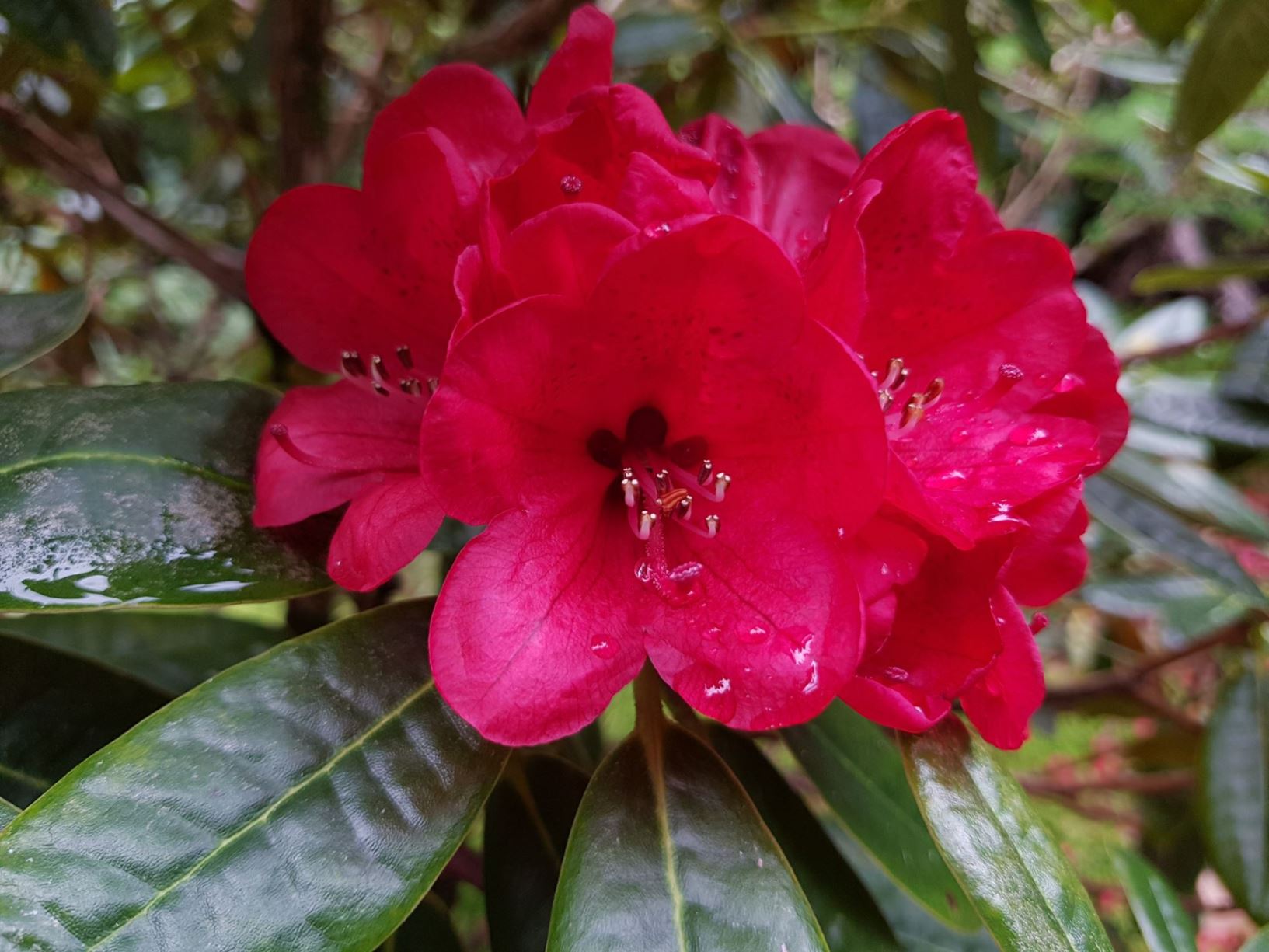 Rhododendron 'Robert Balch'