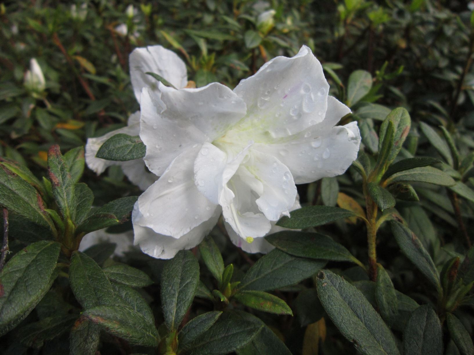 Rhododendron 'Whitehouse' (Azalea)