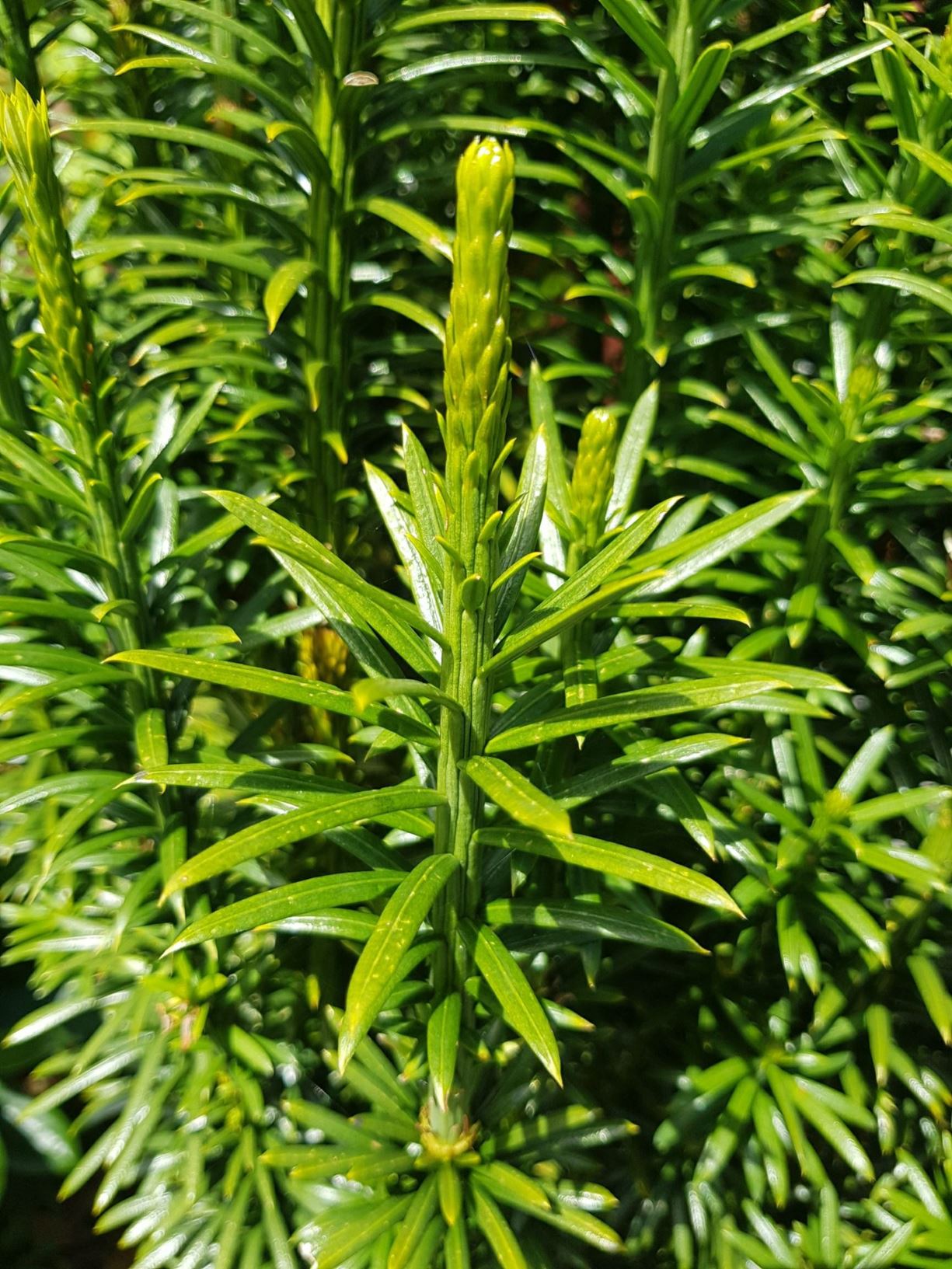 Cephalotaxus harringtonii 'Fastigiata' - cow's tail pine, Japanese plum