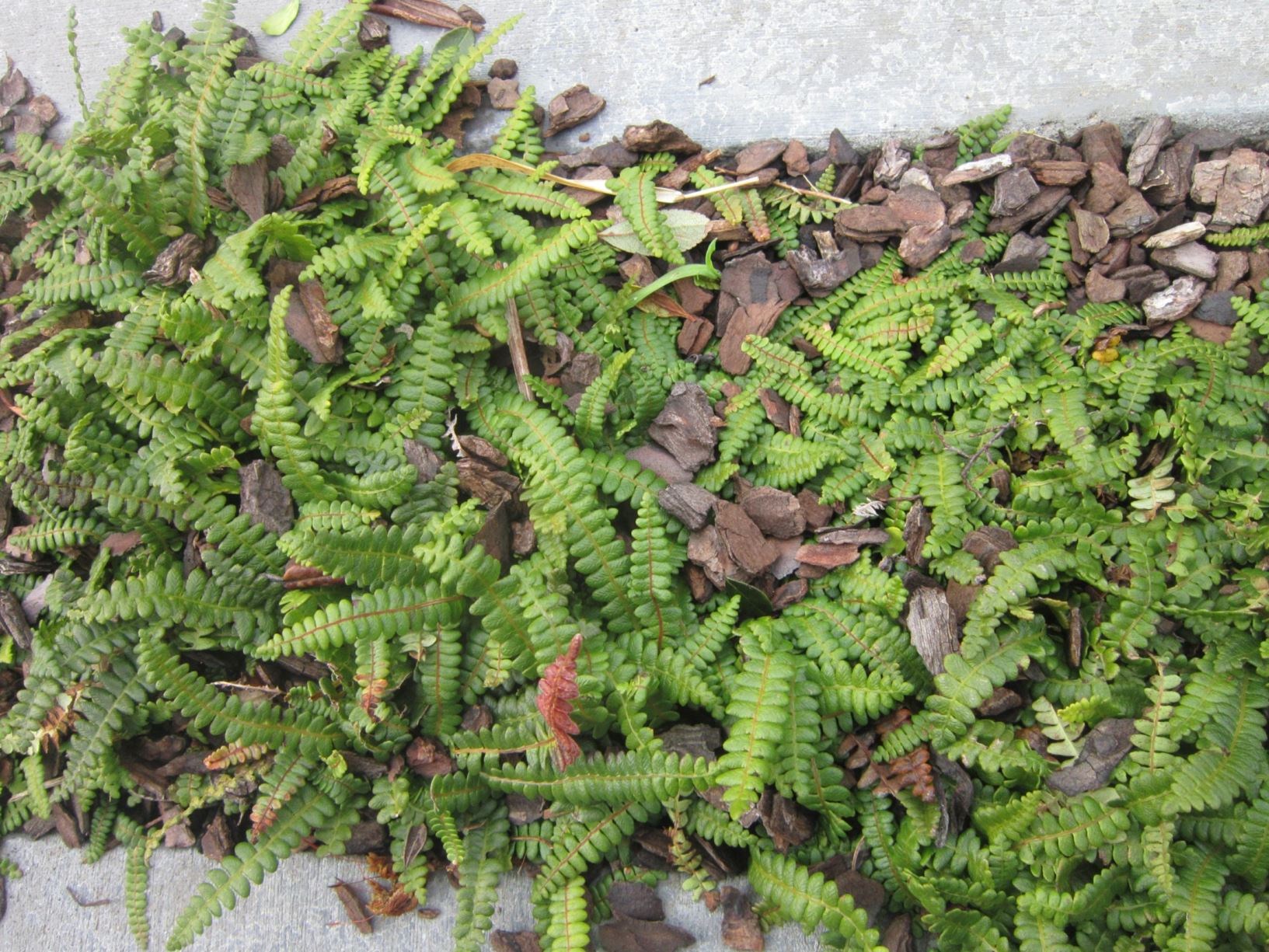 Blechnum penna-marina - little hard fern