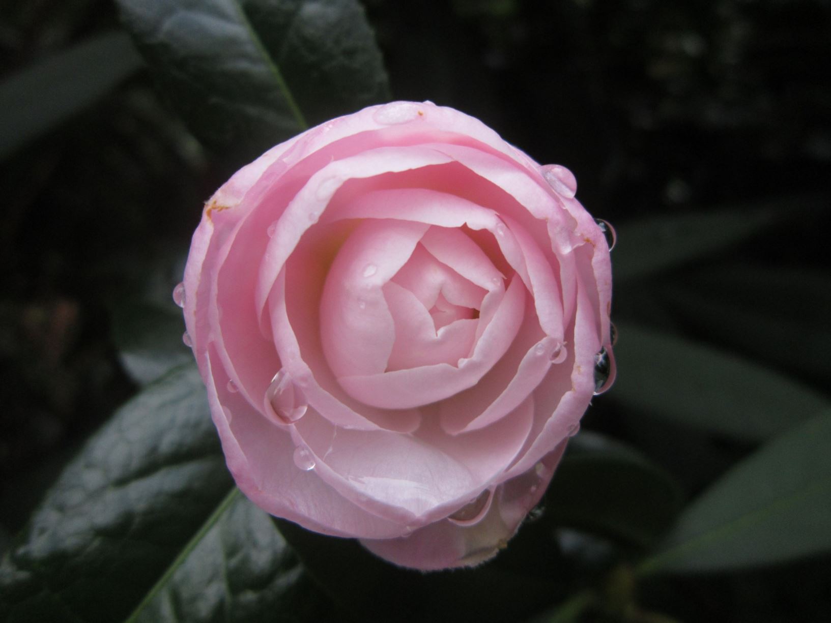 Camellia × williamsii 'Softly'
