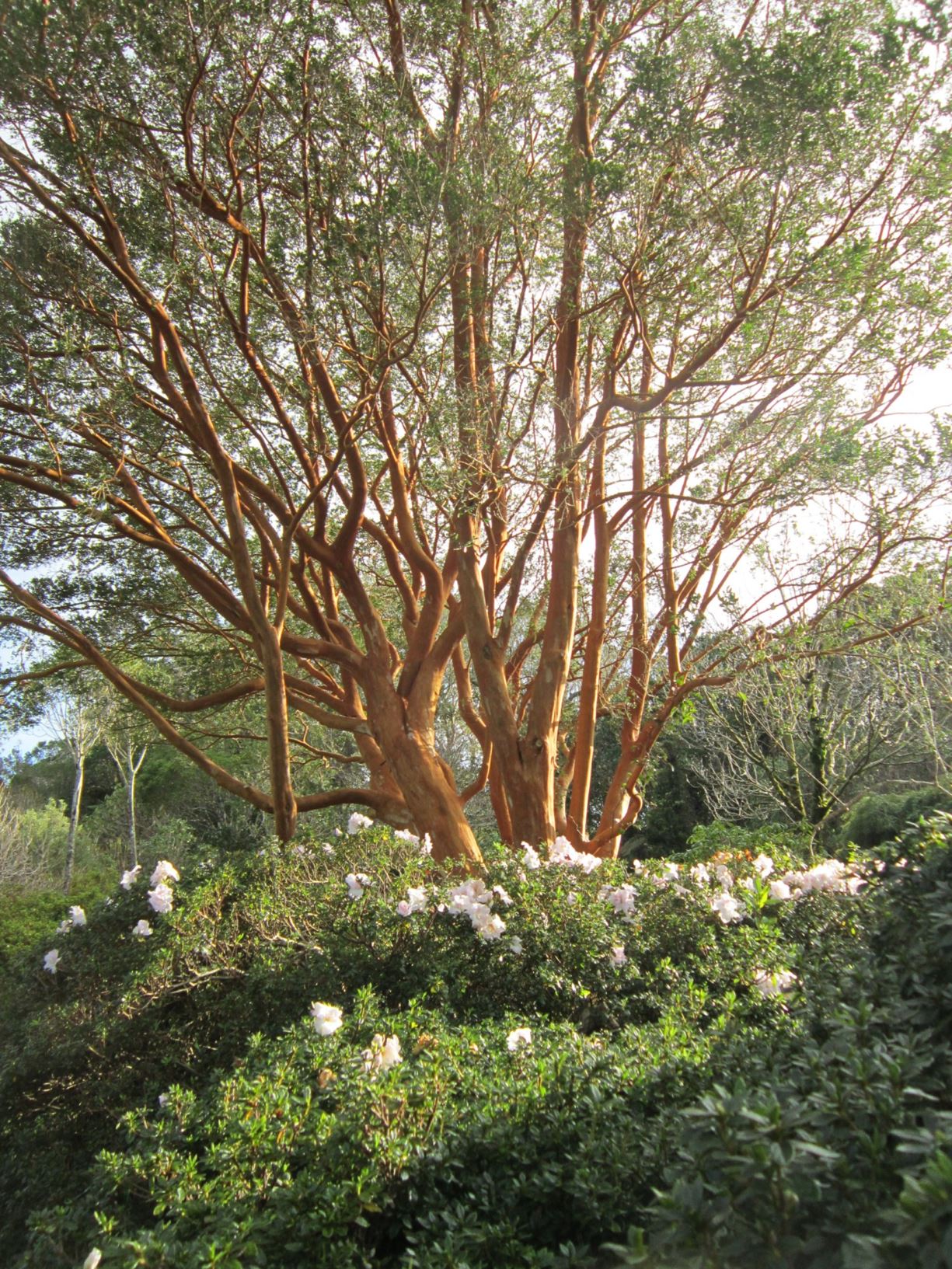Luma apiculata - Chilean myrtle, shortleaf stopper, arrayan, palo colorado, temu, kelumamull