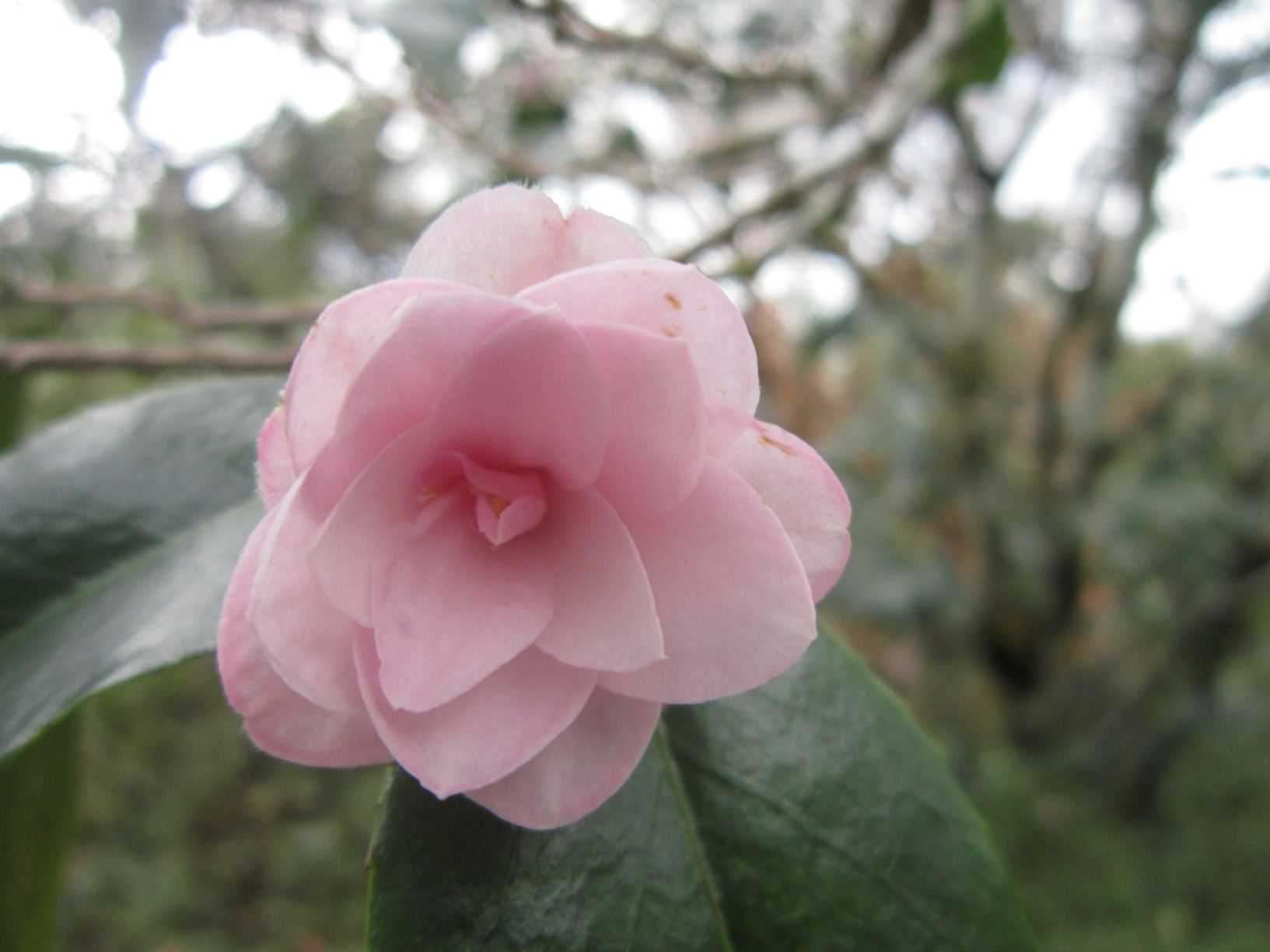 Camellia 'Tiny Star'