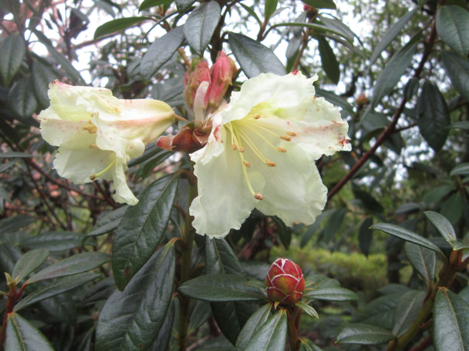 Rhododendron 'Durham Light'