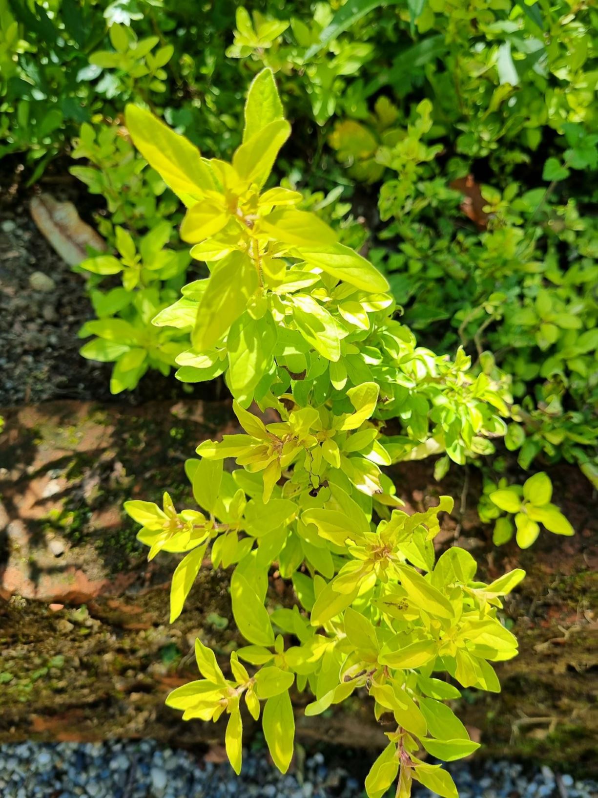 Origanum vulgare 'Aureum' - Golden marjoram