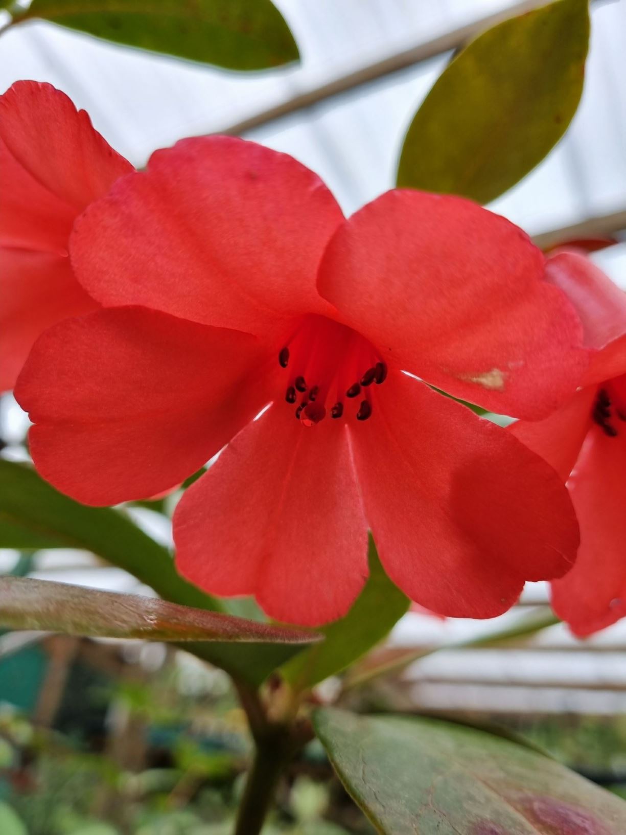 Rhododendron viriosum 'Highlander' (Vireya)